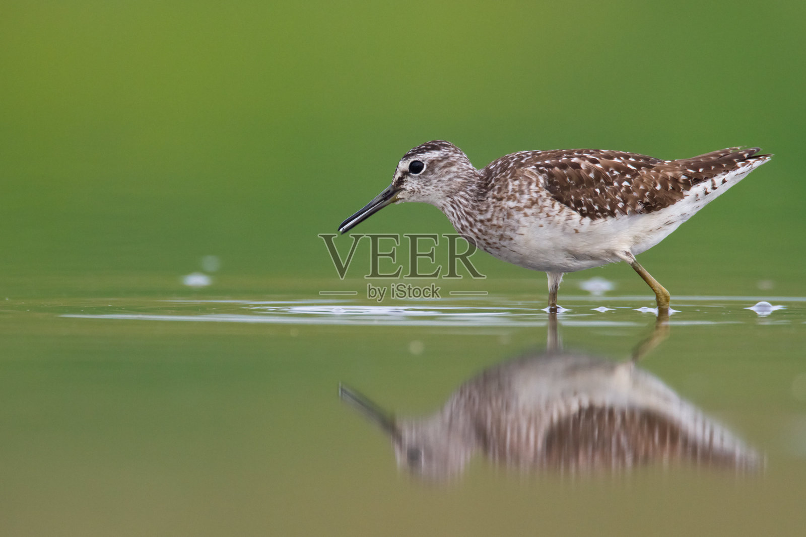 滨鸟-木矶鹬，野生动物波兰，欧洲照片摄影图片
