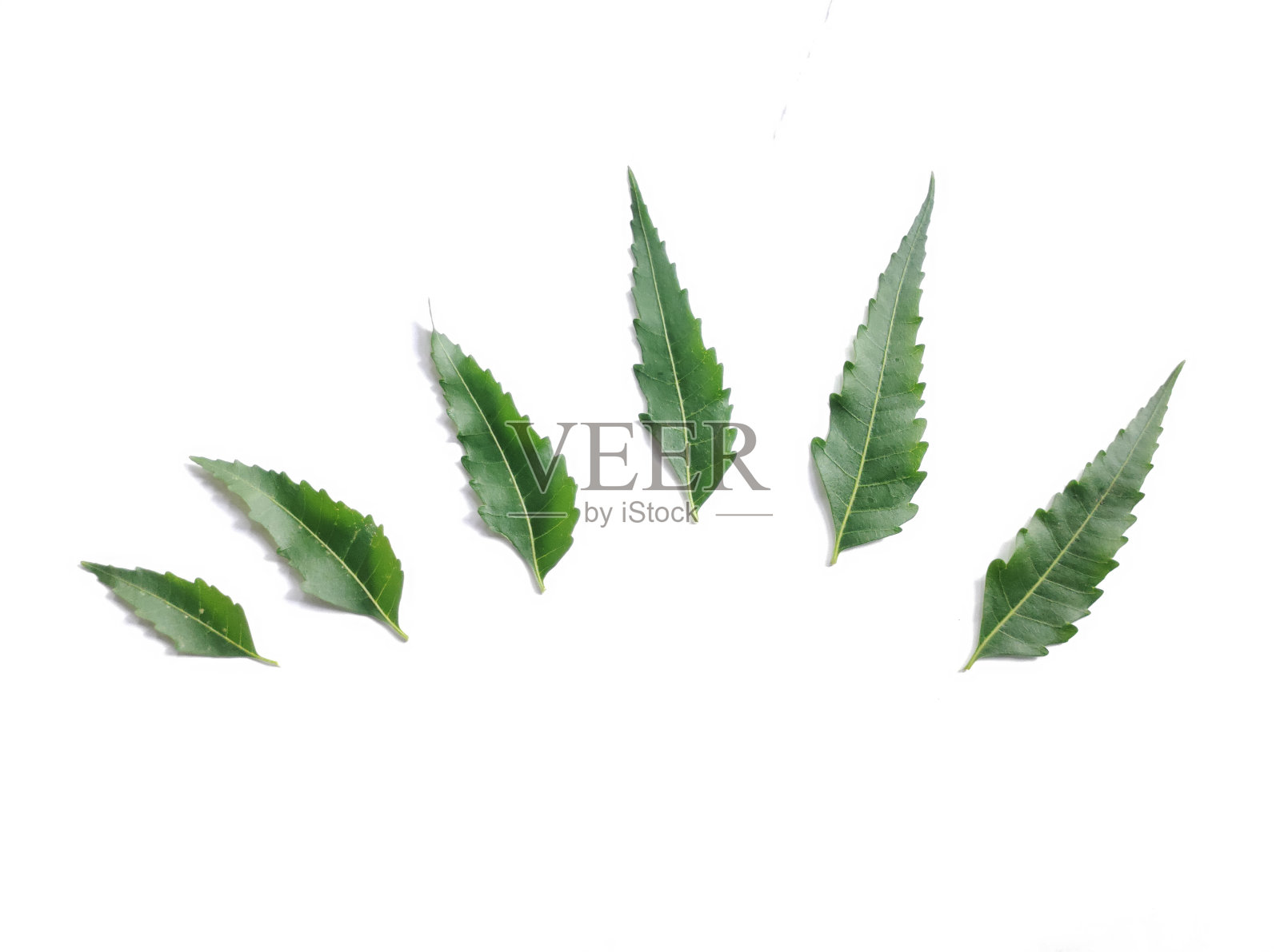 一种药用叶子，绿色的楝树叶子在白色的背景上照片摄影图片