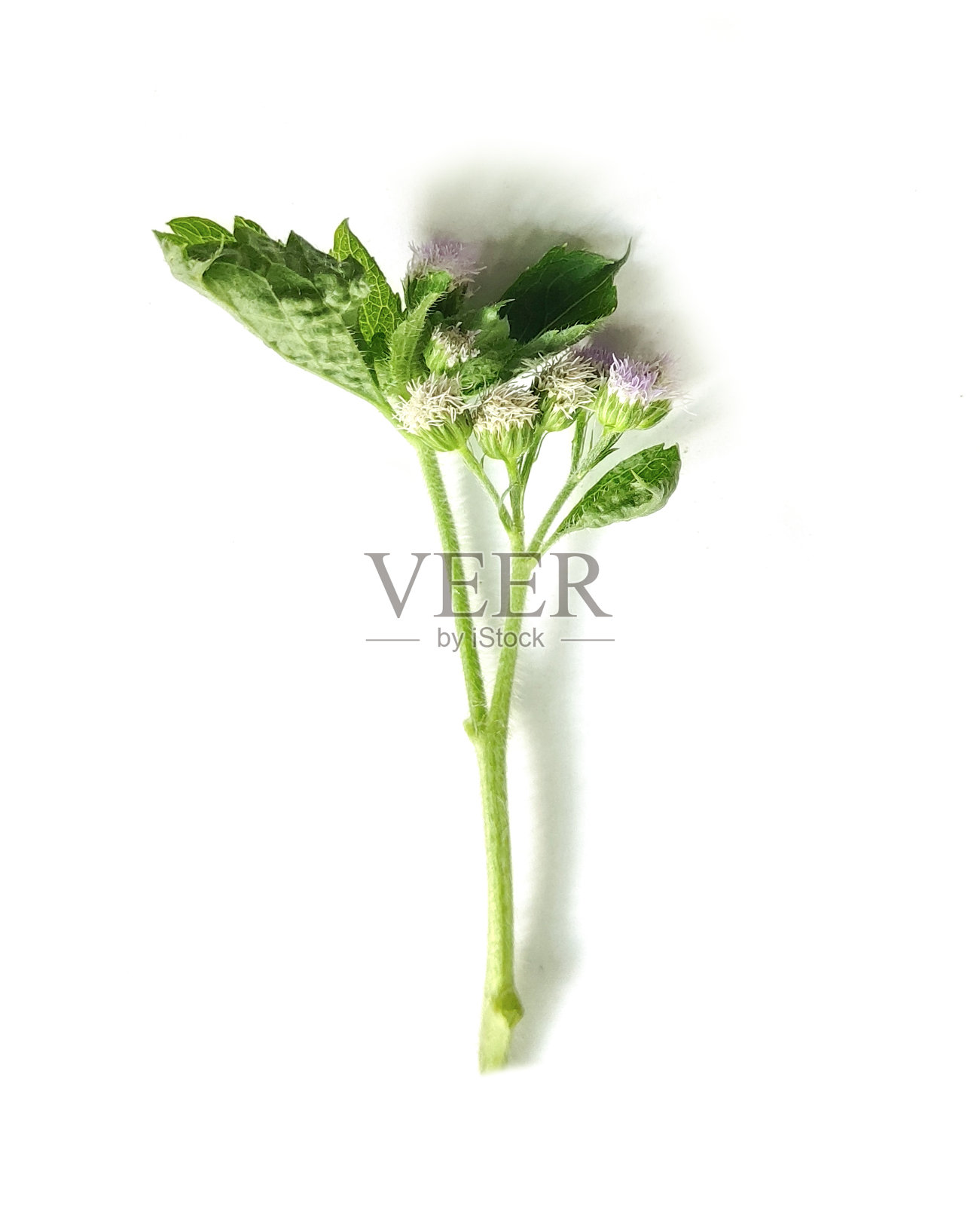 绿叶和根的植物，白底孤立的绿叶，白底孤立的热带绿叶绿叶照片摄影图片