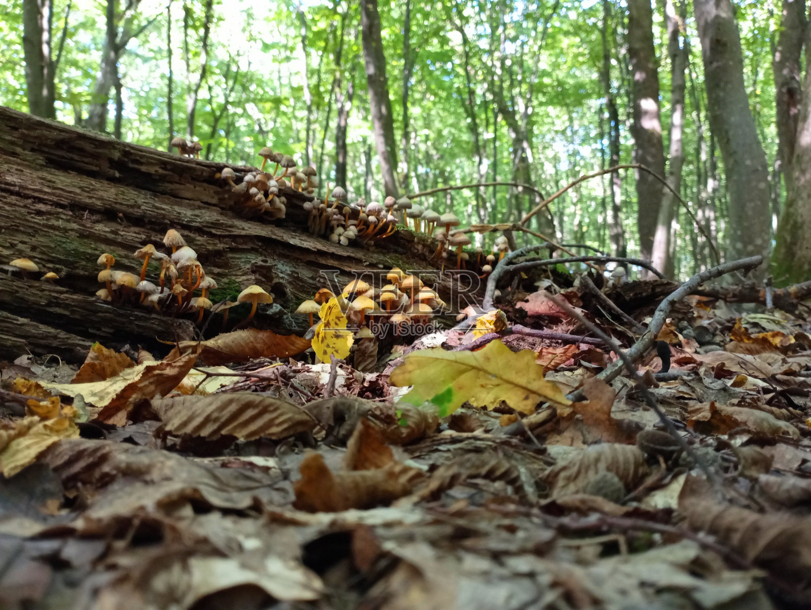 一棵腐烂的老树，上面长着有毒的假蘑菇。森林里有一根长着蘑菇的老原木。照片摄影图片