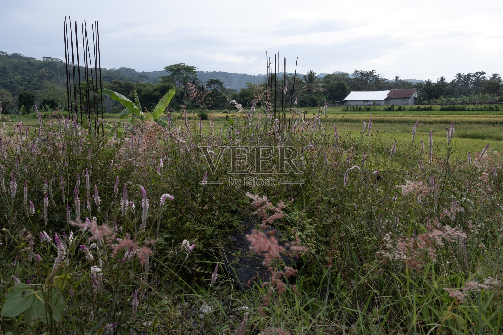 西爪哇的古宁安照片摄影图片