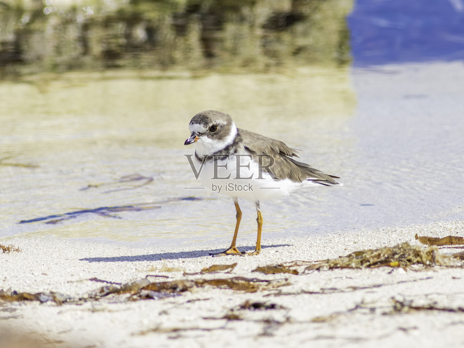半舌化鸻幼鸟照片摄影图片