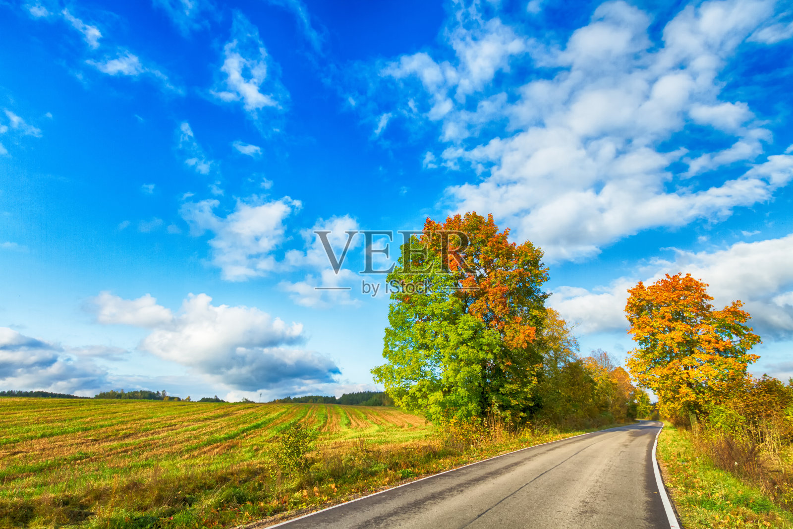 景观秋林与色彩缤纷的树木，秋天波兰，欧洲和惊人的蓝天与云，阳光明媚的一天照片摄影图片