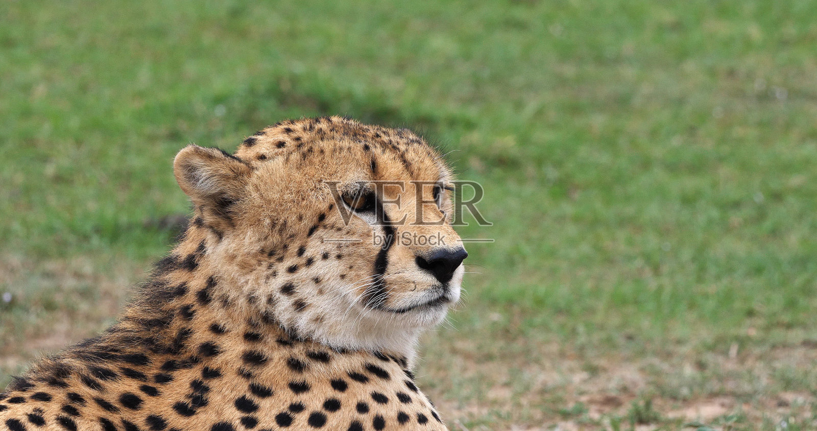 肯尼亚马赛马拉公园，猎豹，大熊，成年人环顾四周的肖像照片摄影图片