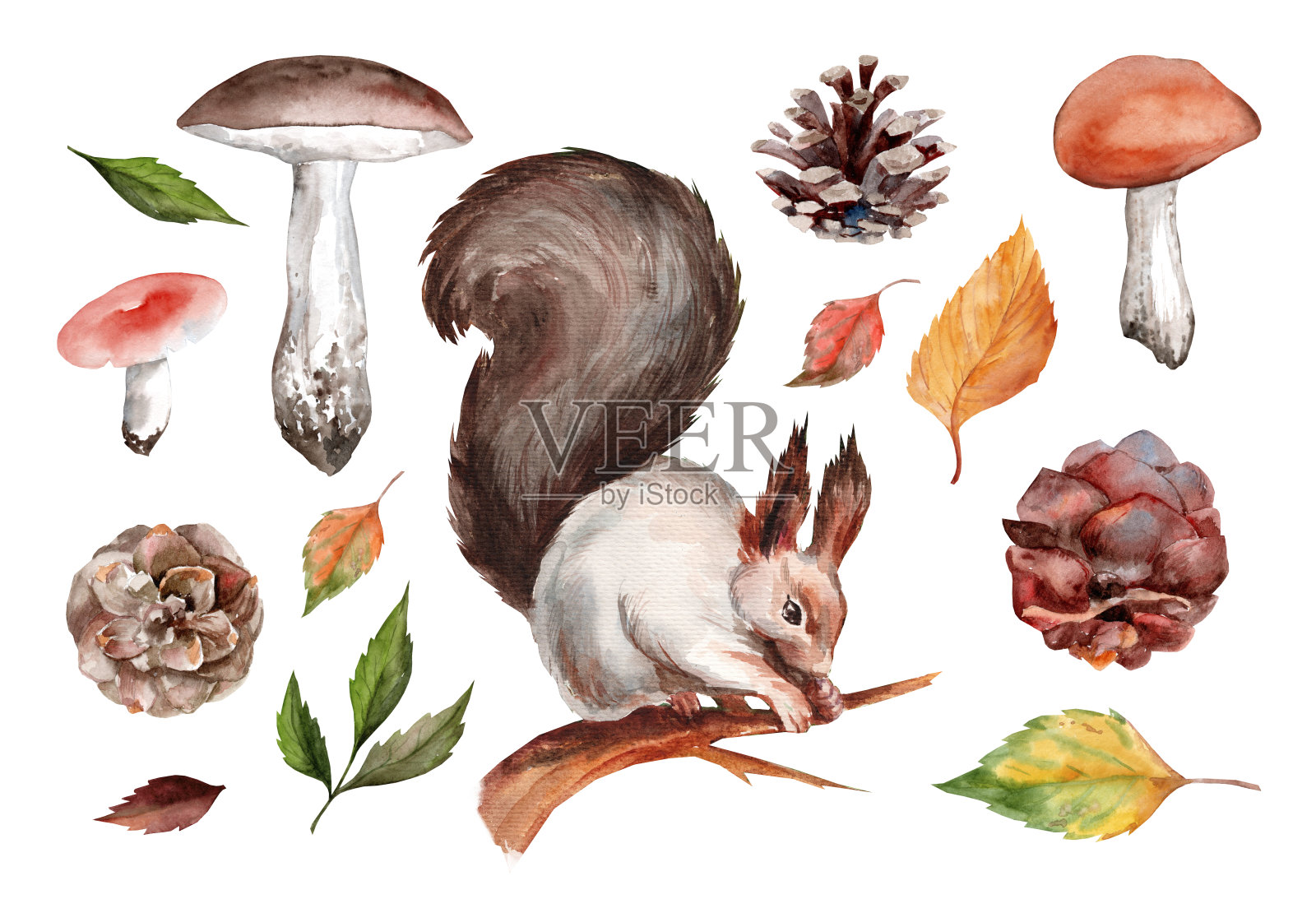 一套水彩森林插图与松鼠插画图片素材