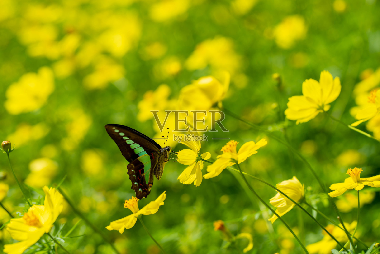 宇宙照片摄影图片