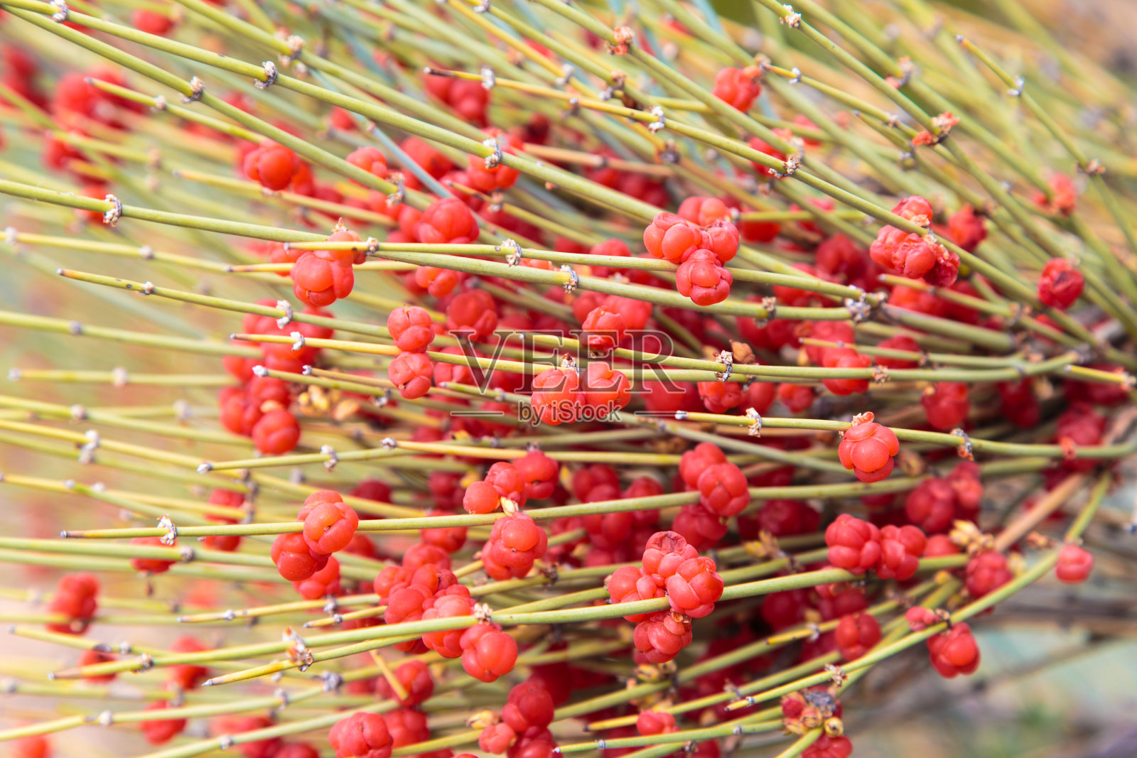 麻黄是一种压迫纲灌木属，属属麻黄科或麻黄属。红浆果，麻醉植物照片摄影图片