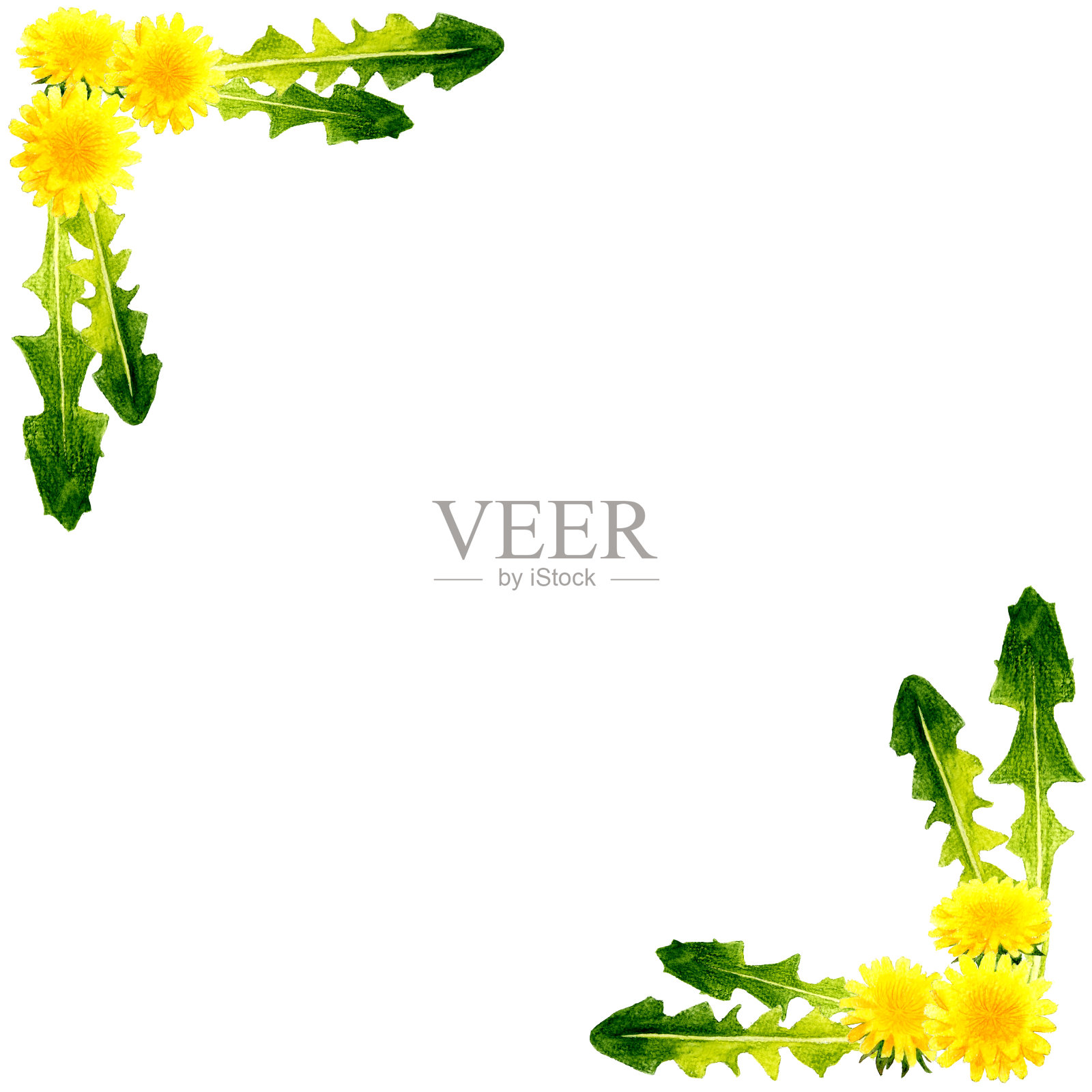 蒲公英的剪贴画背景。水彩铅笔手绘春天植物插图。插画图片素材