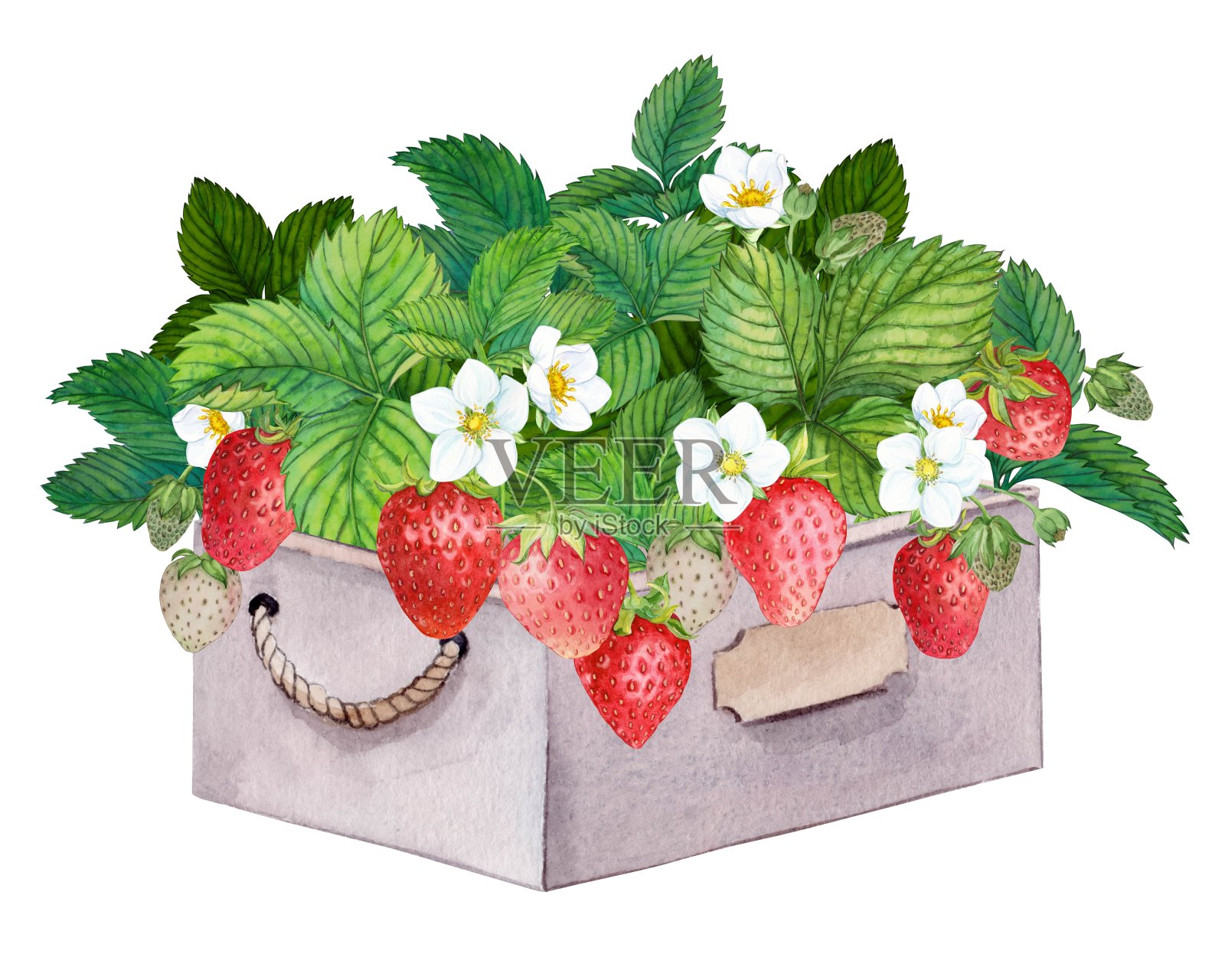 成熟的草莓在木箱水彩插画图片素材