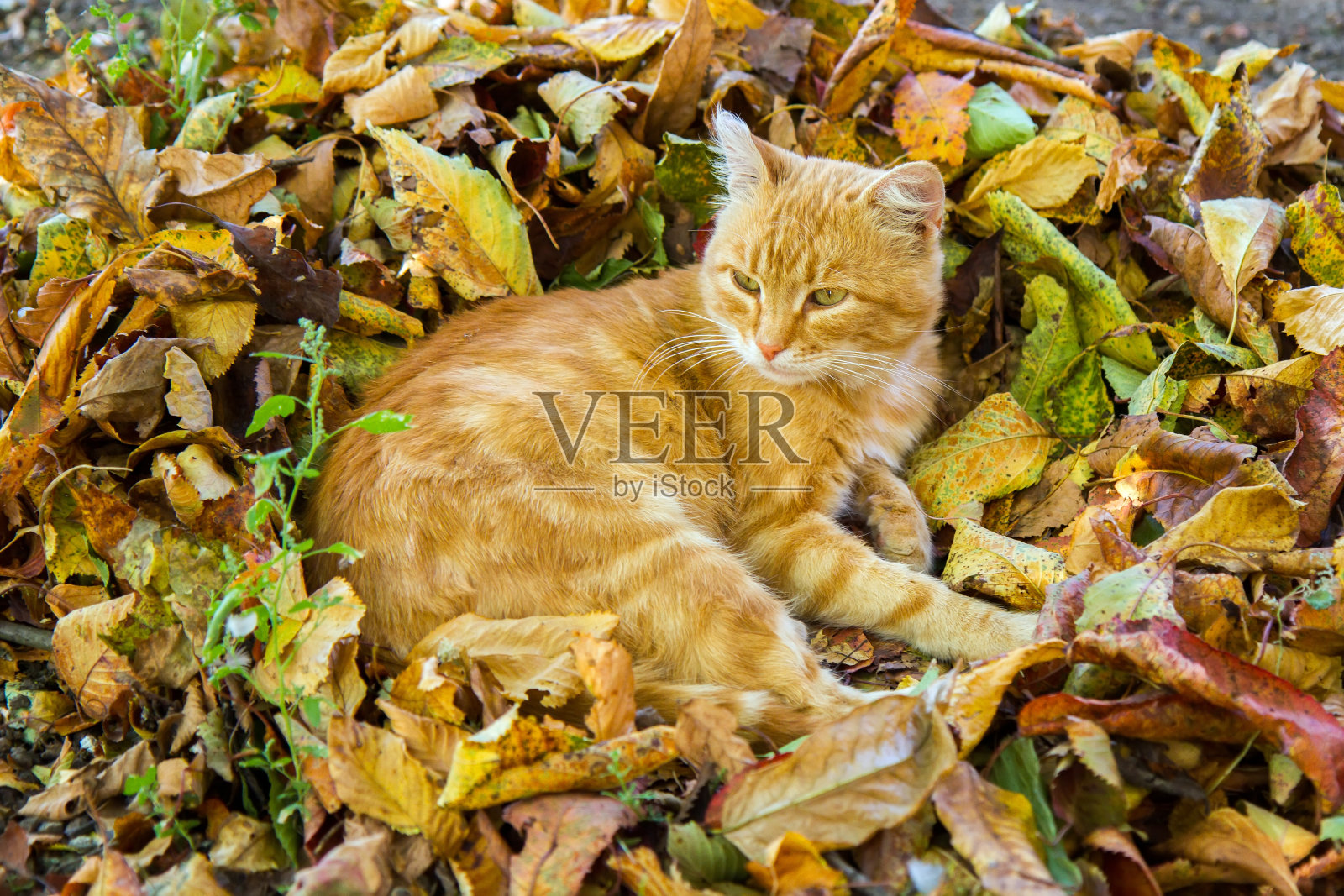 那只猫正躺在一堆秋叶上。照片摄影图片