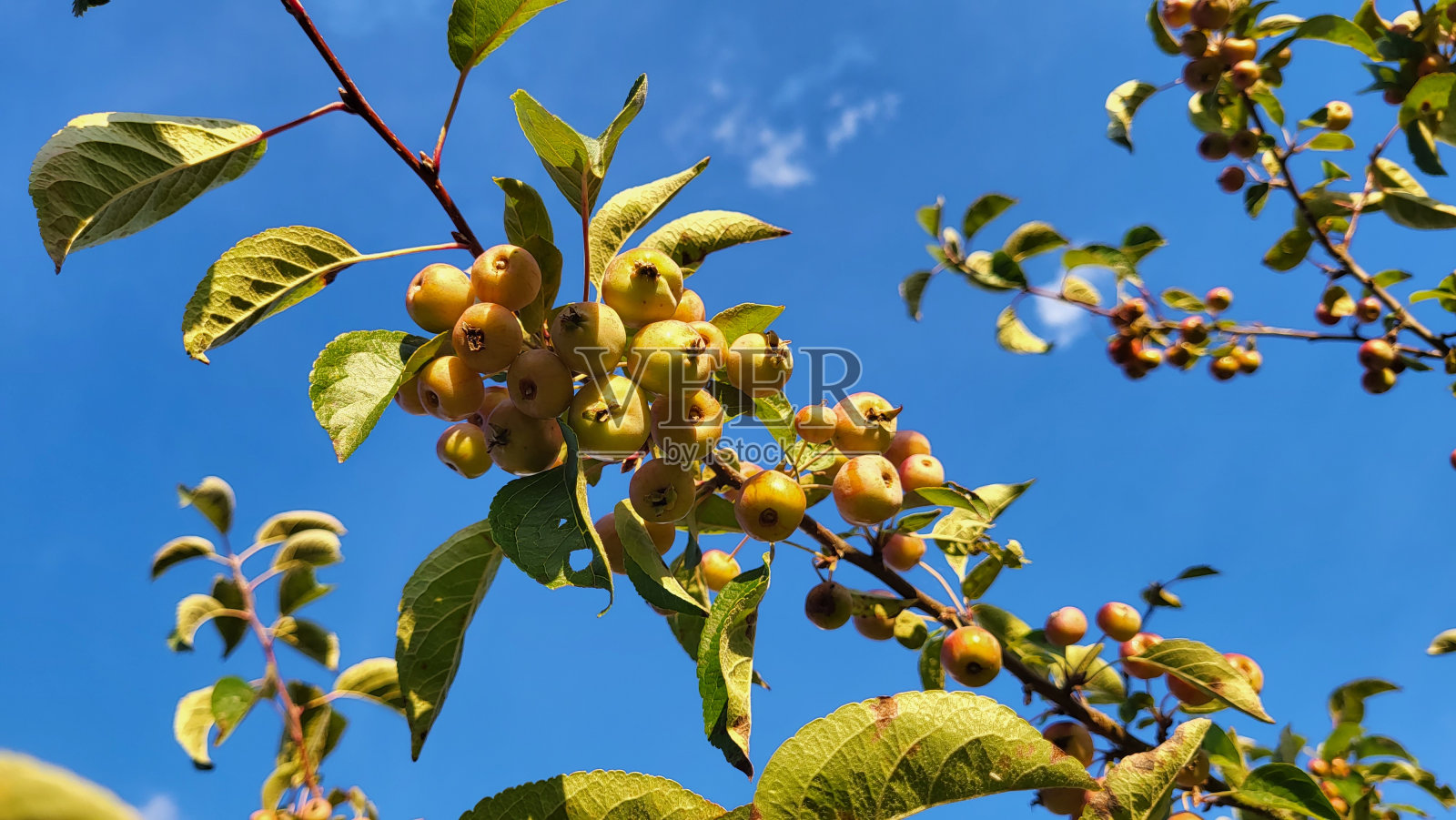 满枝的迷你苹果照片摄影图片
