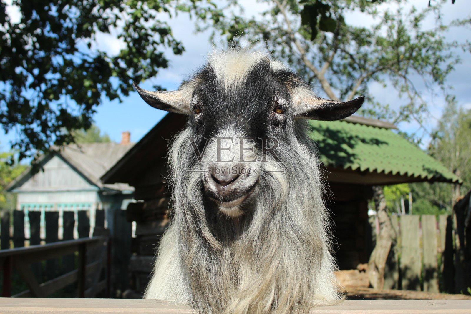 有趣的动物，长着长毛和灰色角的山羊，微笑着看着镜头，宠物，乡村生活，畜牧业。2015年年票符号2027 2039 2051 2063照片摄影图片