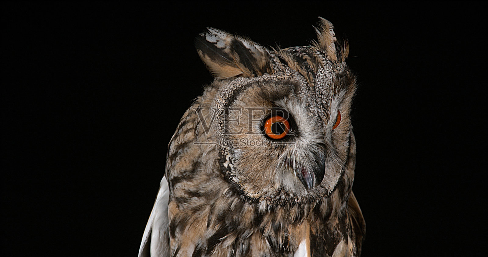 长耳猫头鹰，asio otus，成人肖像，诺曼底在法国照片摄影图片