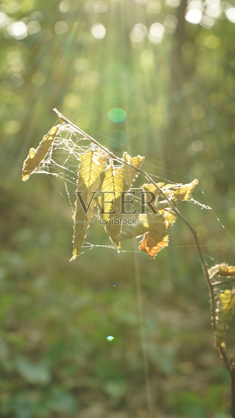 自然与生命之树照片摄影图片