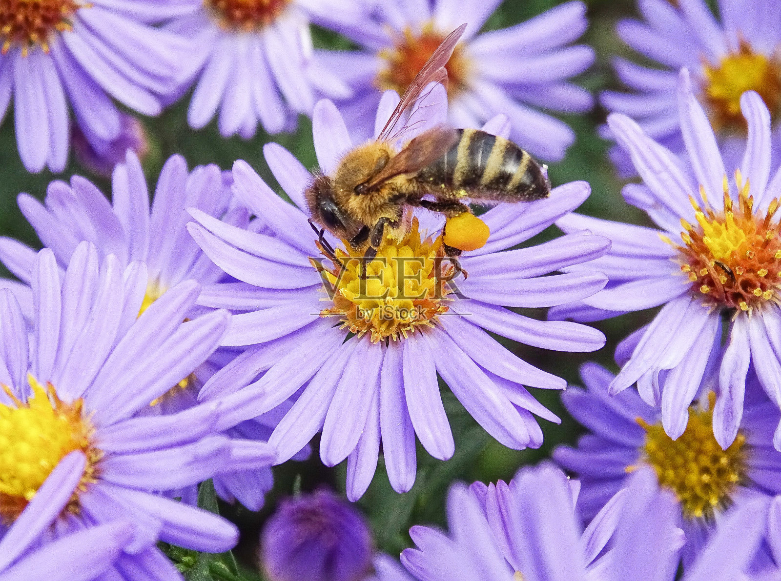 蜜蜂在浓密的紫菀花上。宏蜂照片摄影图片