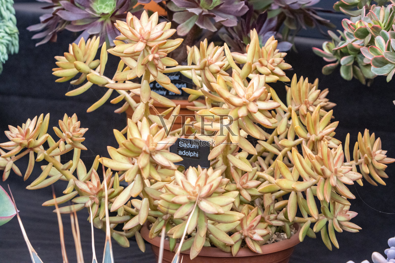 英国伦敦的“阿道菲”景天照片摄影图片