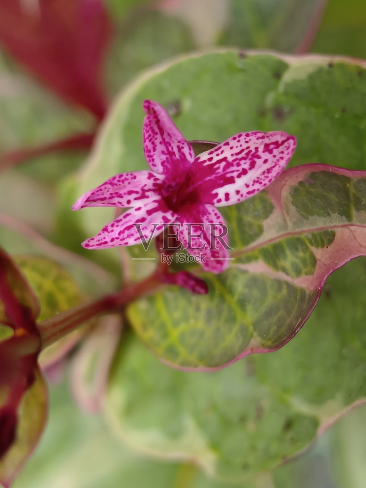 粉红色假菊的选择性聚焦，背景模糊照片摄影图片