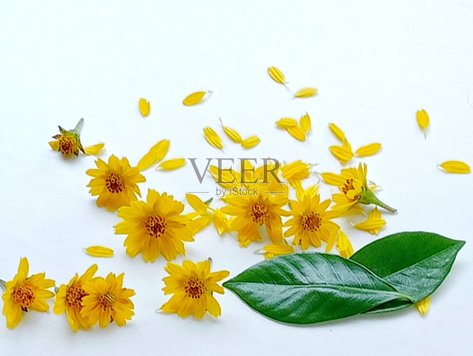 许多黄色的花和绿色的叶子。照片摄影图片