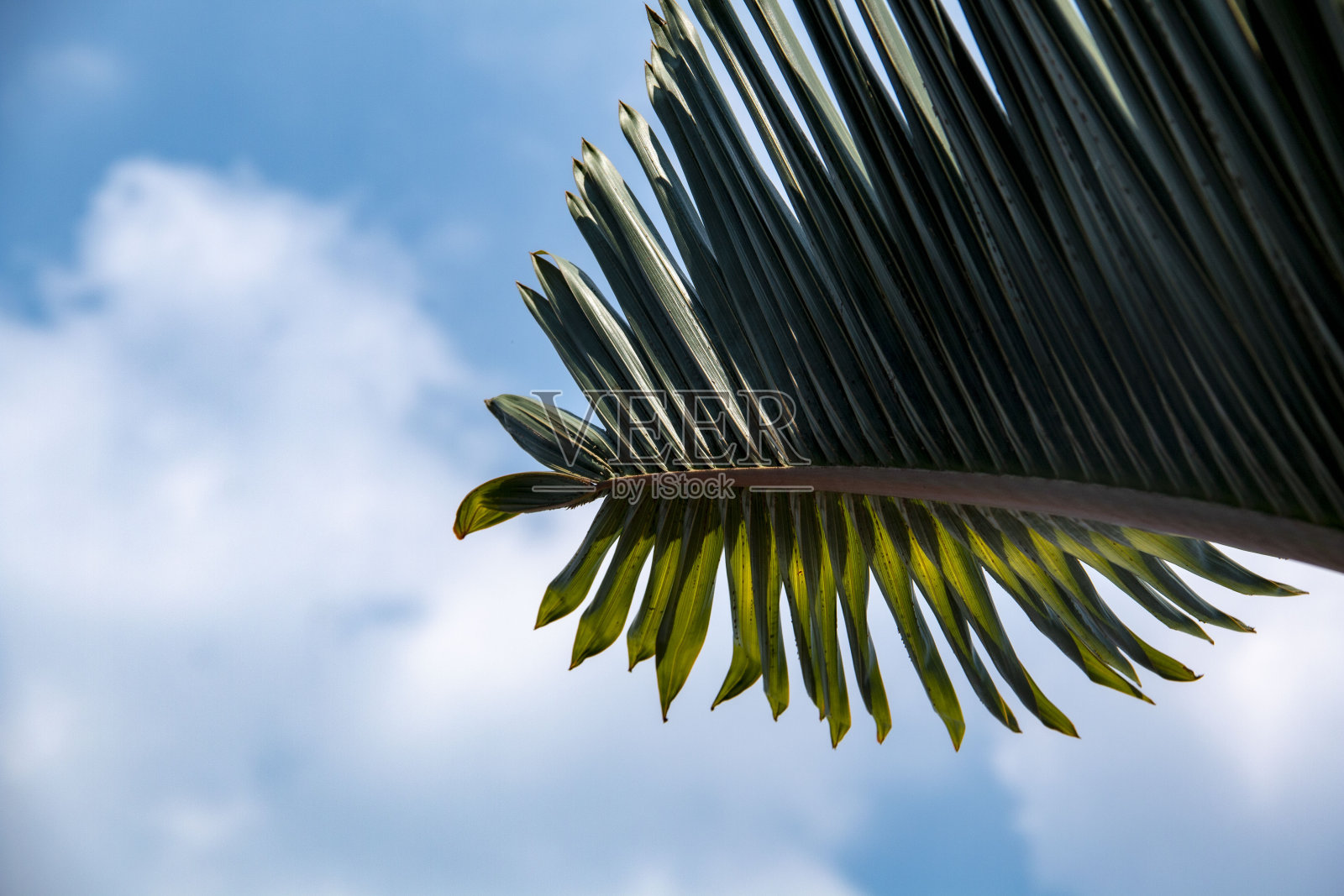 背景照片摄影图片