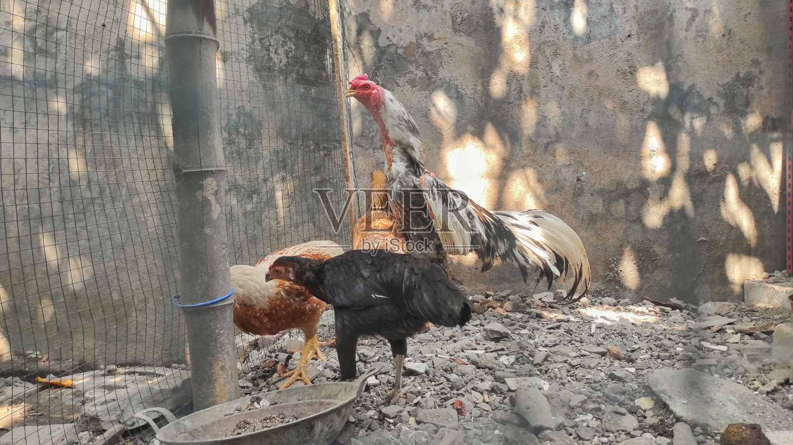 房子院子里的笼子里有几只鸡照片摄影图片