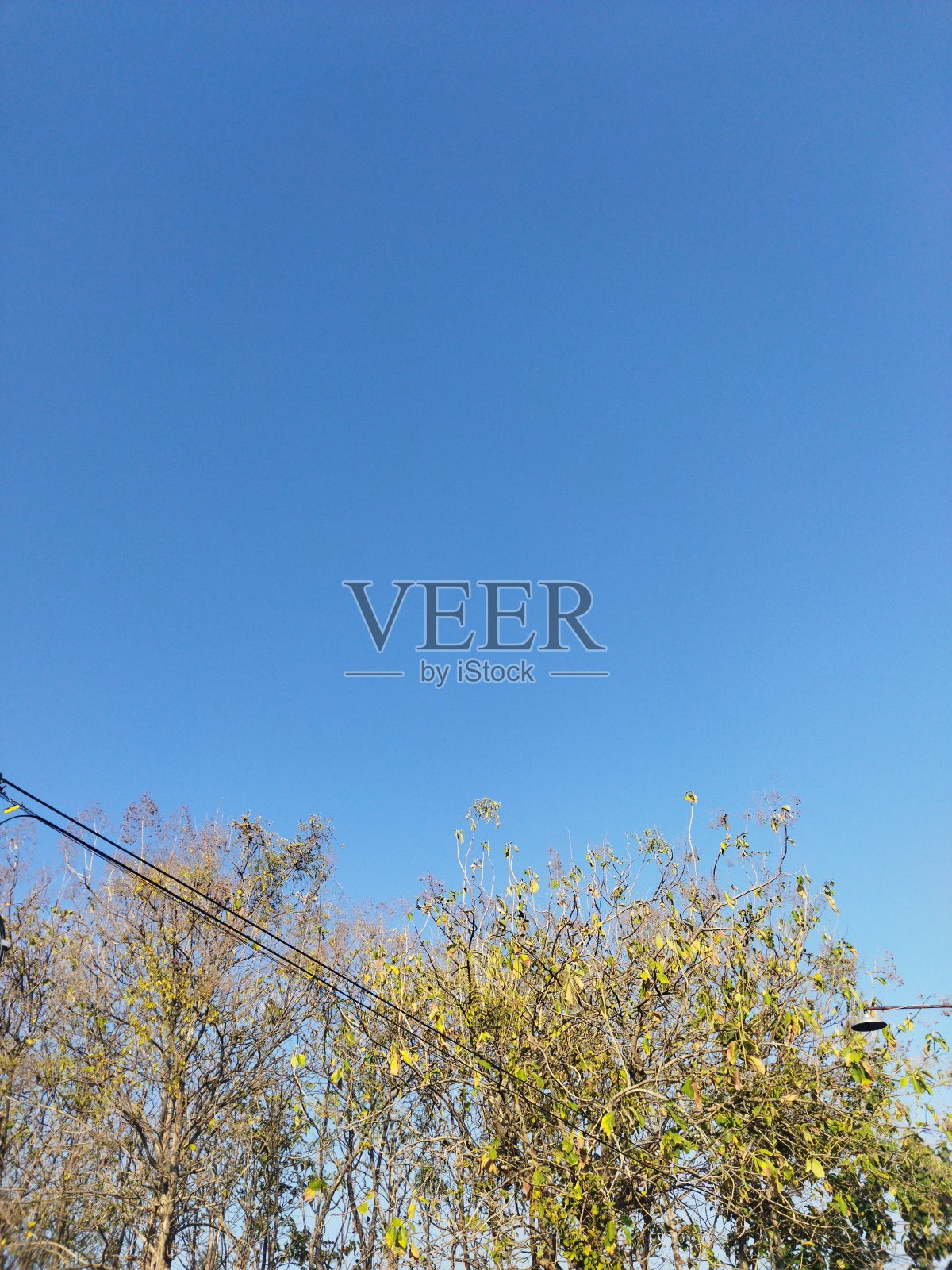 柚木林树木在旱季的自然背景下，以美丽的晴天为背景。照片摄影图片