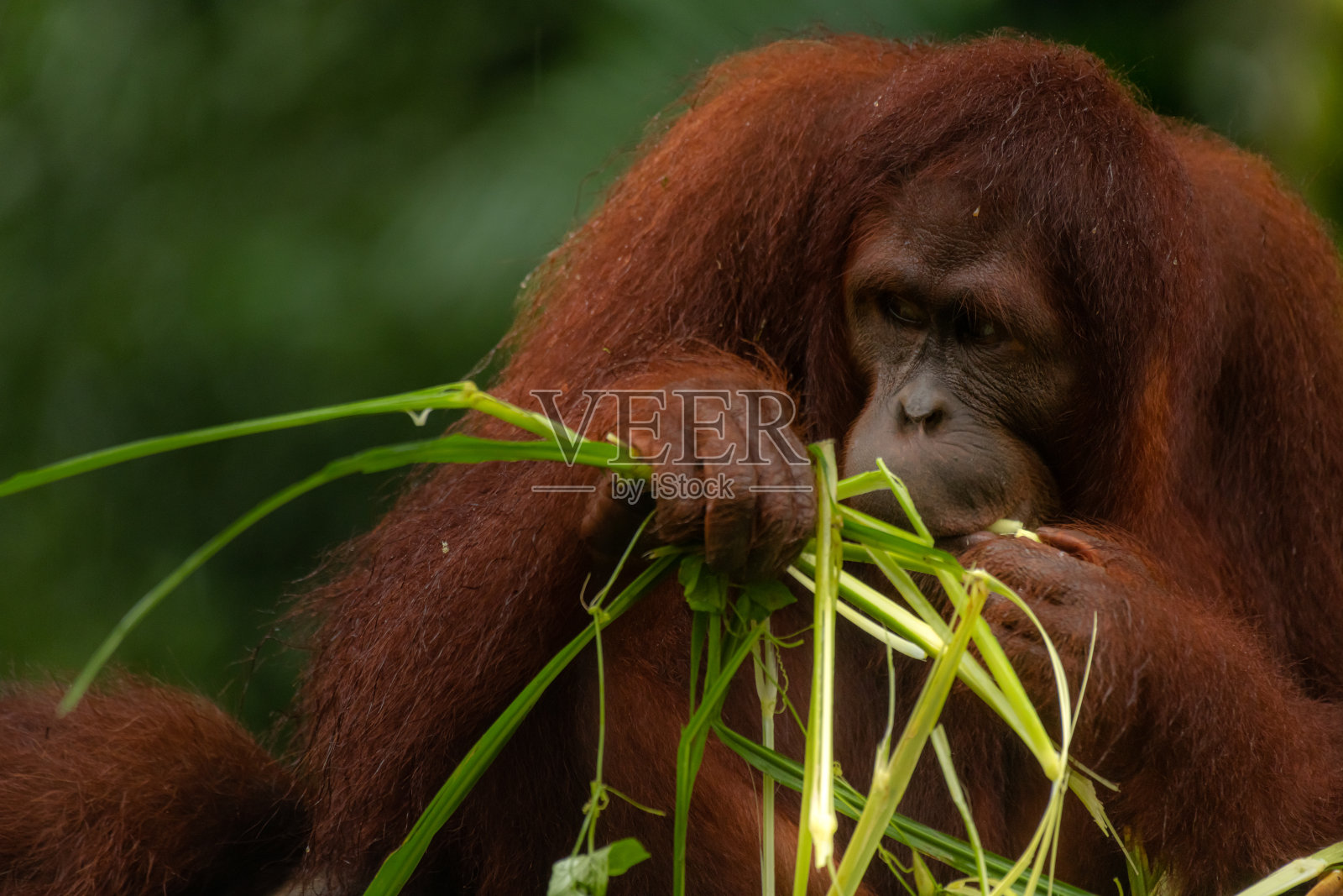 下雨天吃草的猩猩，深绿色背景照片摄影图片