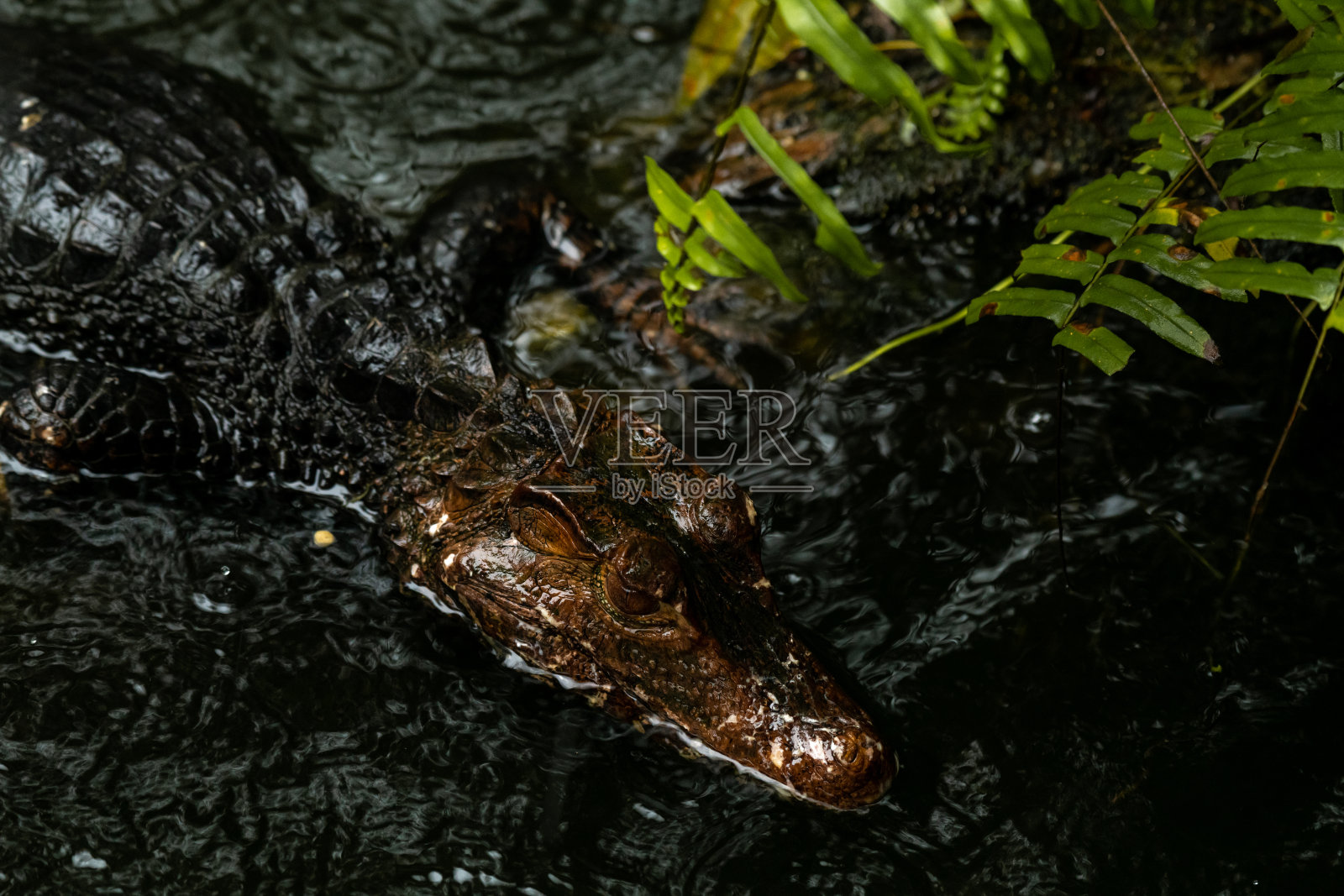 雨天凯门鳄的头从水里露出来，藏在蕨类植物后面照片摄影图片