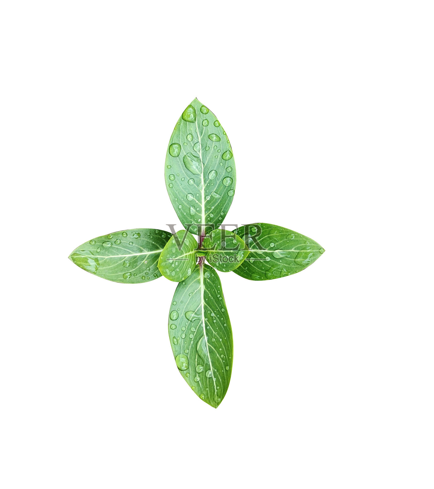 绿叶树枝与热带雨滴白色背景自然植物叶生态照片摄影图片