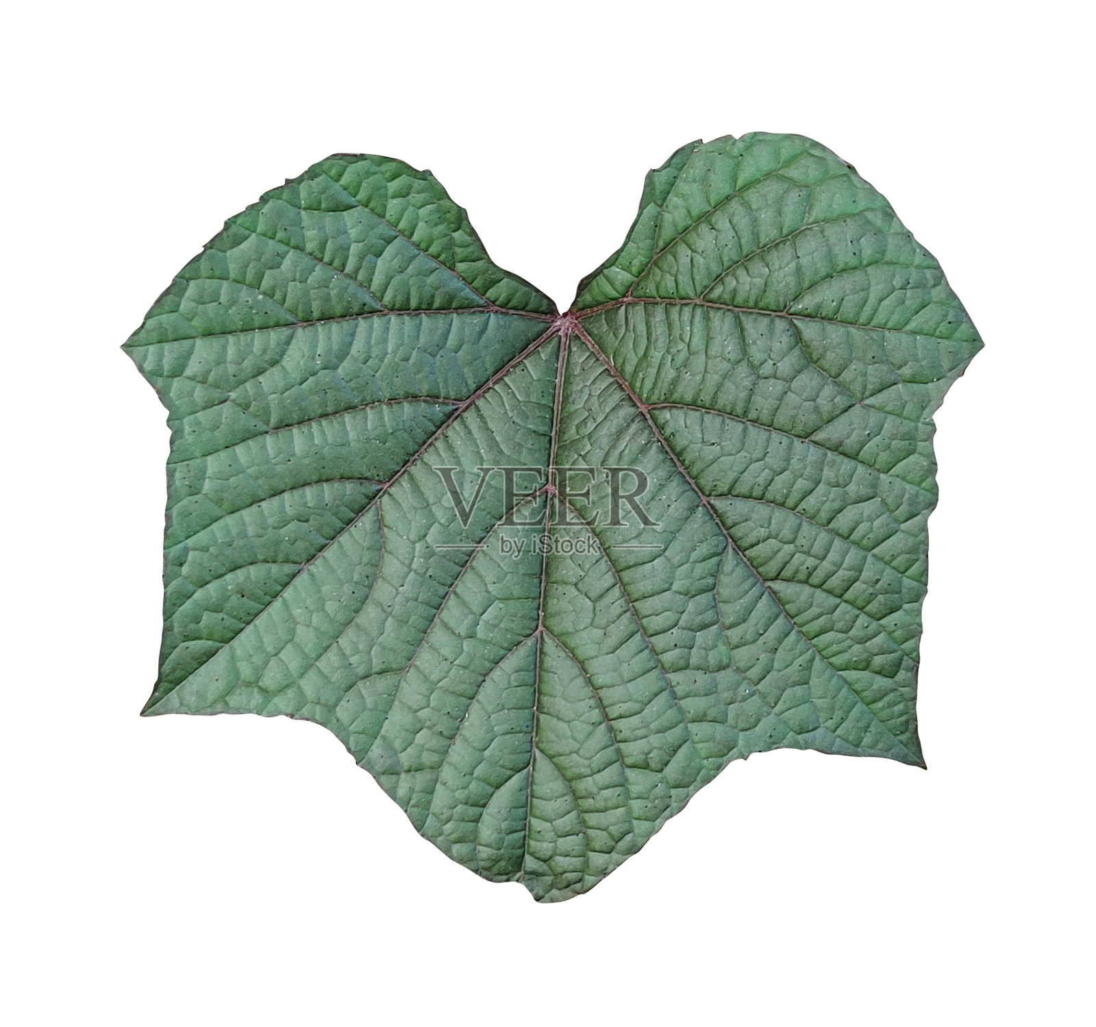 白底绿葡萄叶，绿叶照片摄影图片