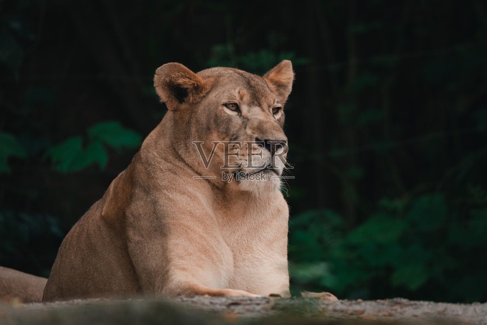 狮子照片摄影图片