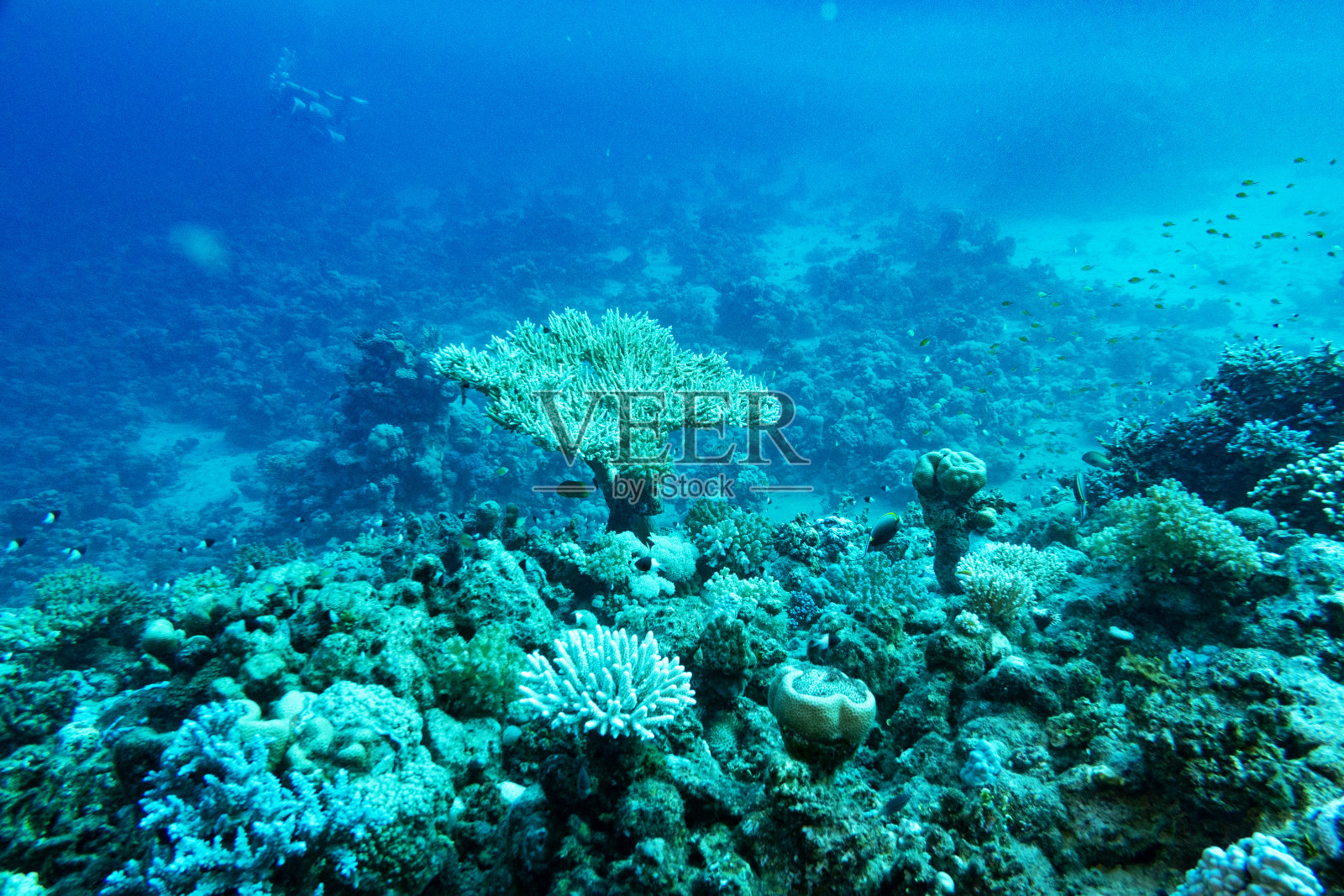 沙特阿拉伯延布的红海珊瑚礁照片摄影图片