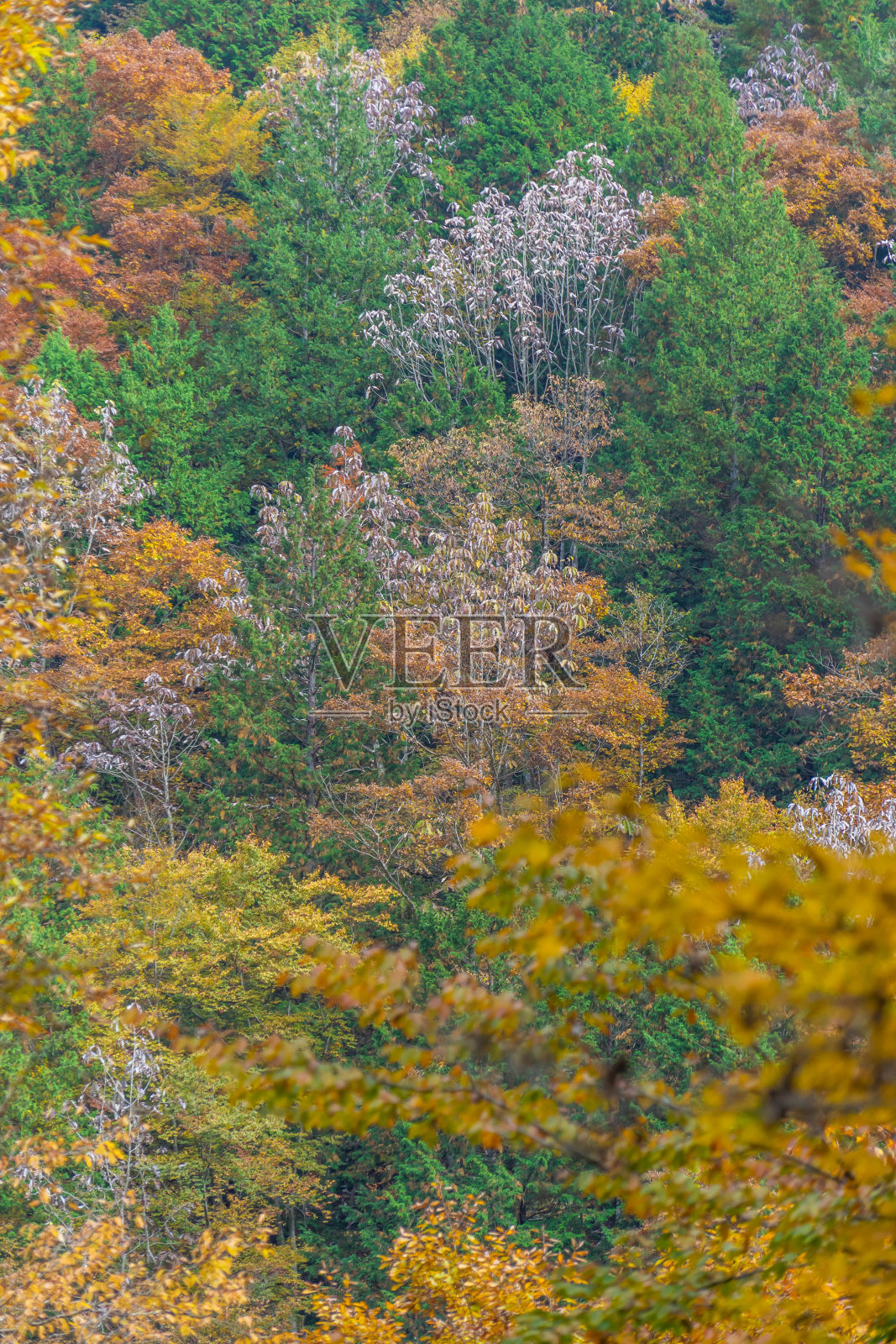 秋天景色照片摄影图片