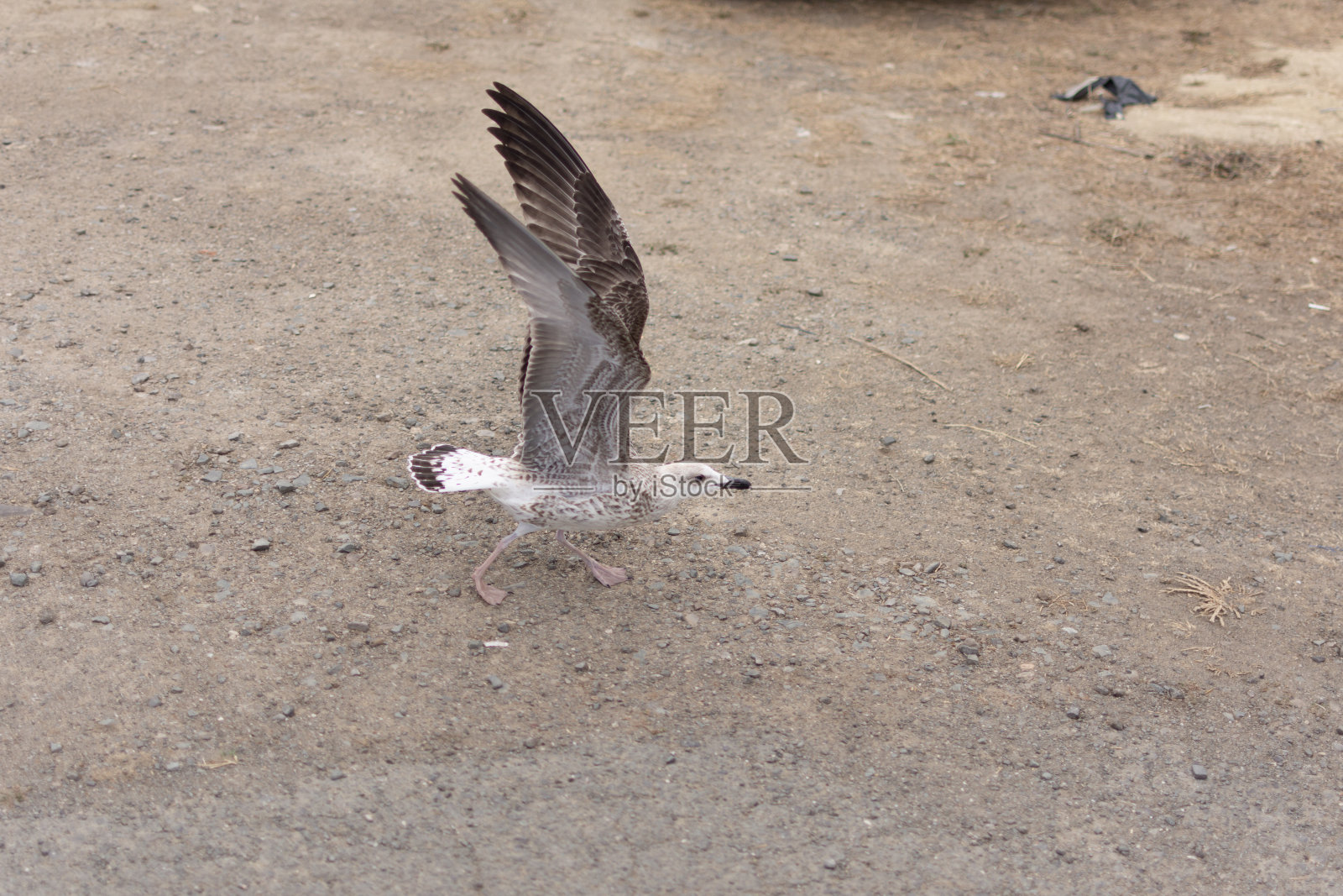 海鸥照片摄影图片