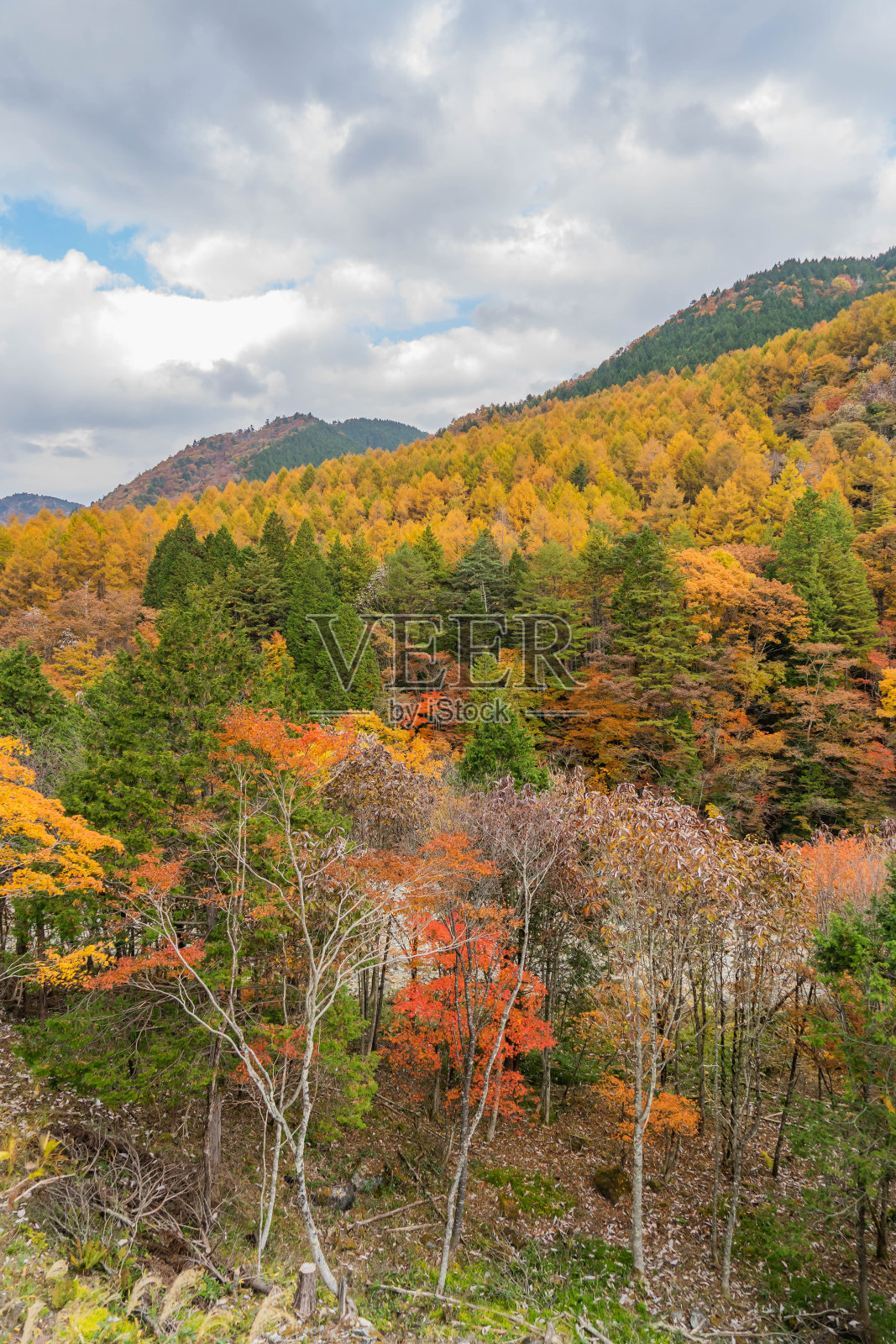 秋天景色照片摄影图片
