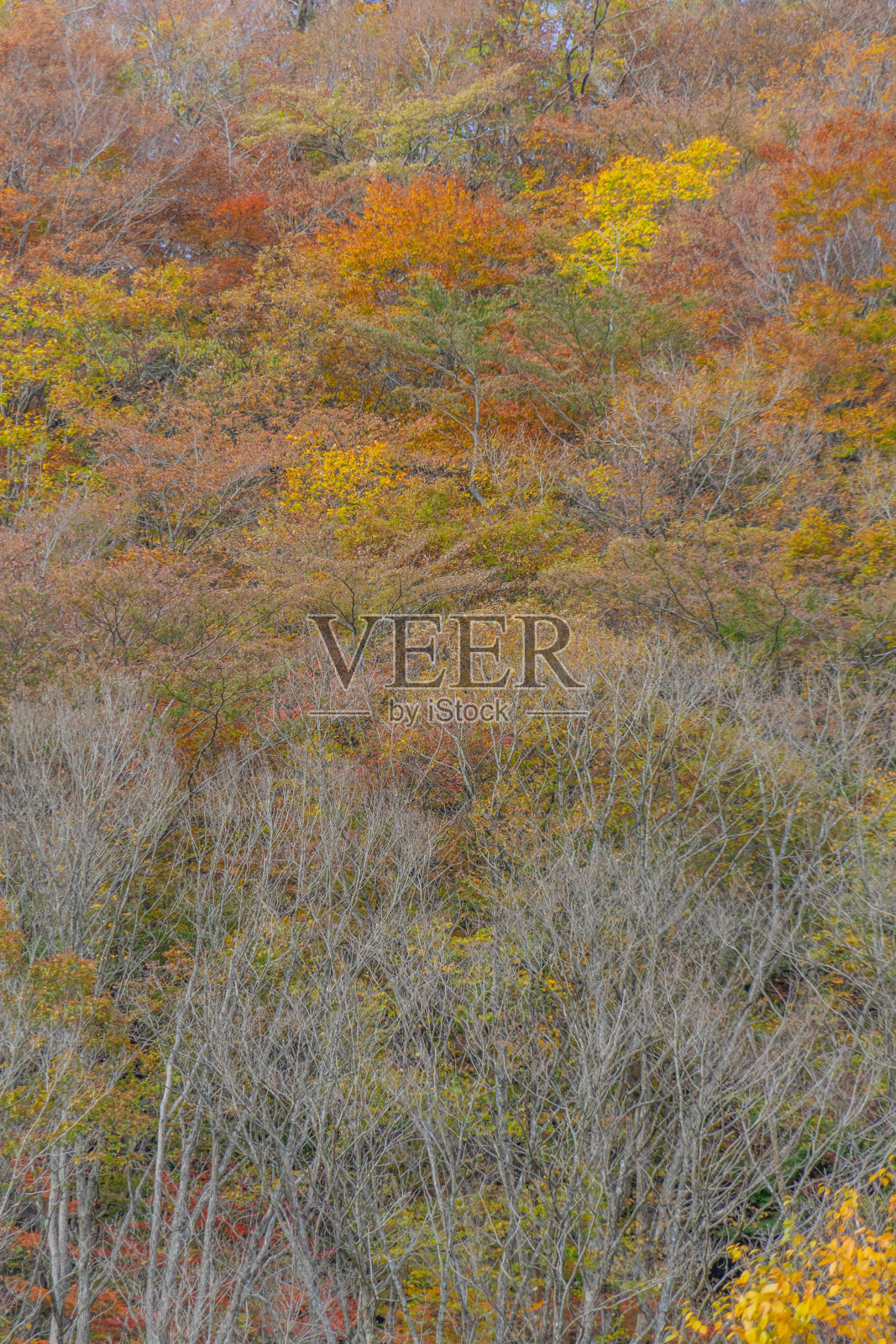 大仙山的秋景照片摄影图片