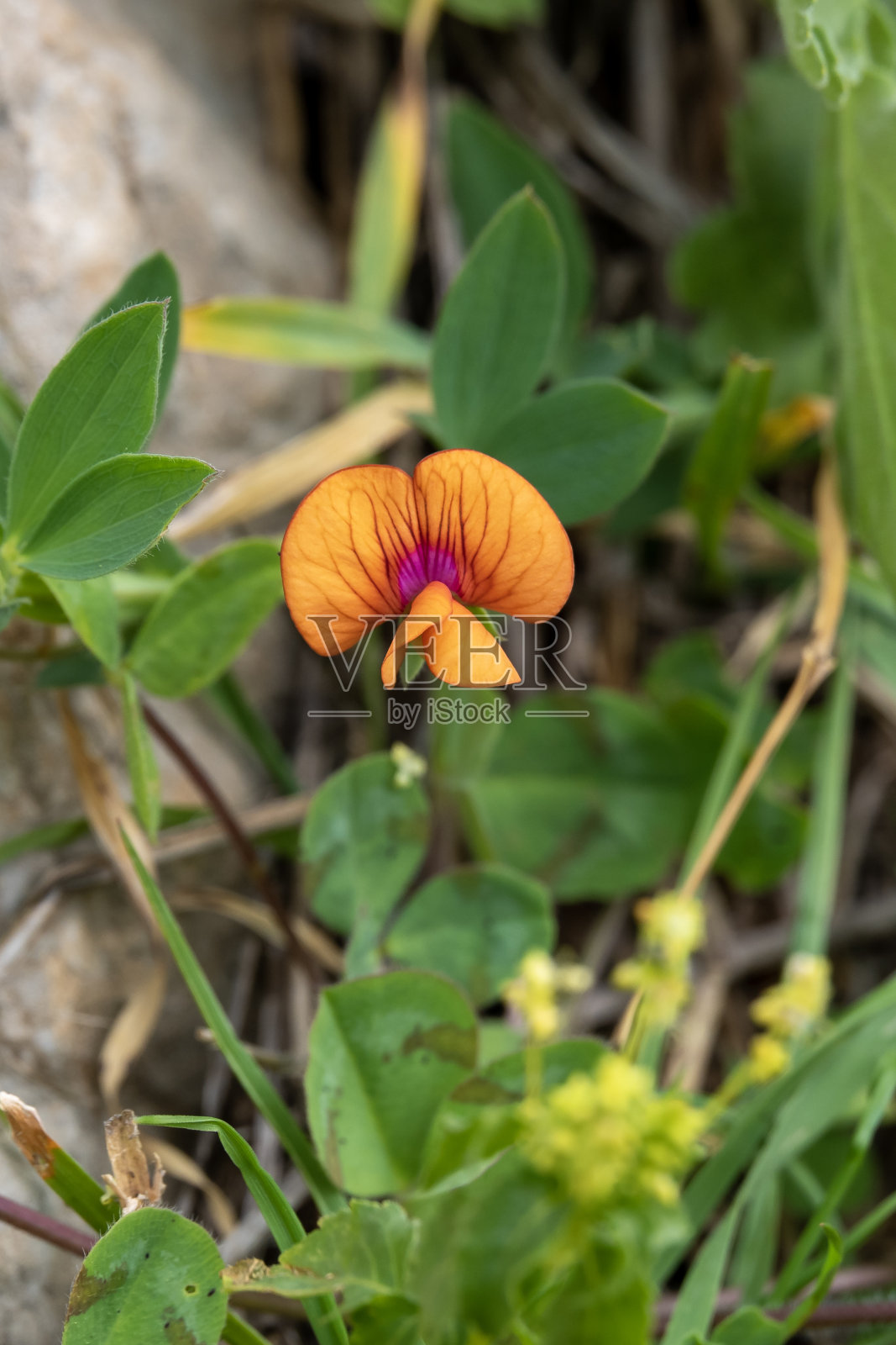 耶路撒冷小野豌豆的橙粉色小花照片摄影图片