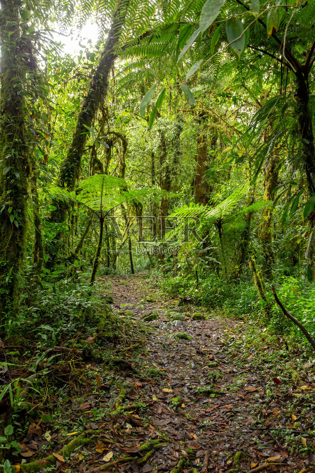 哥斯达黎加塔潘蒂国家公园的热带雨林照片摄影图片