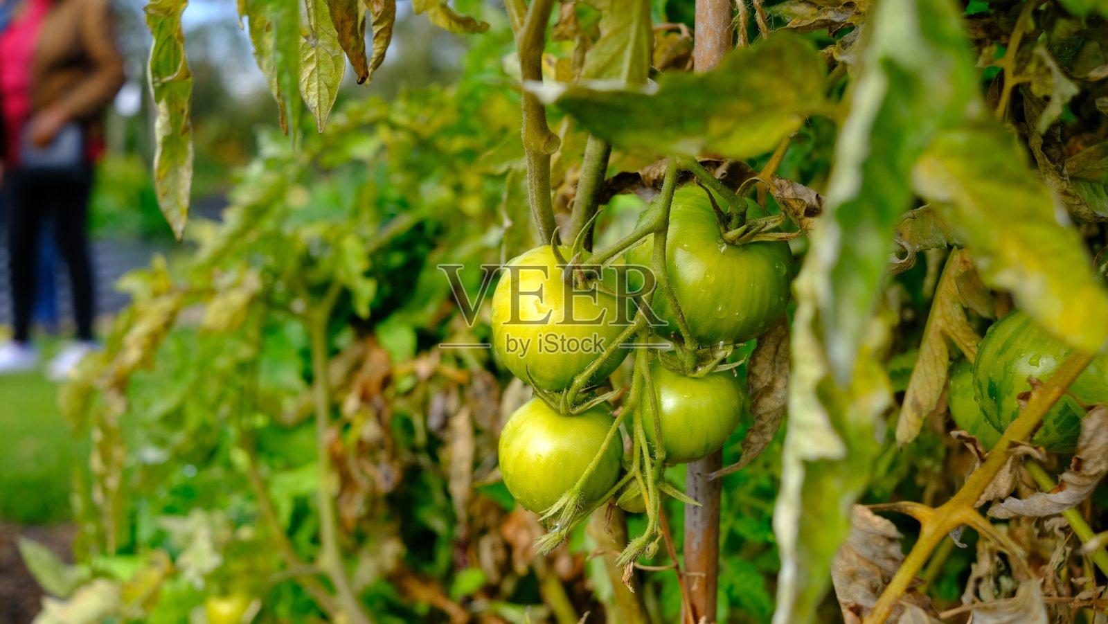 绿色番茄植物。照片摄影图片