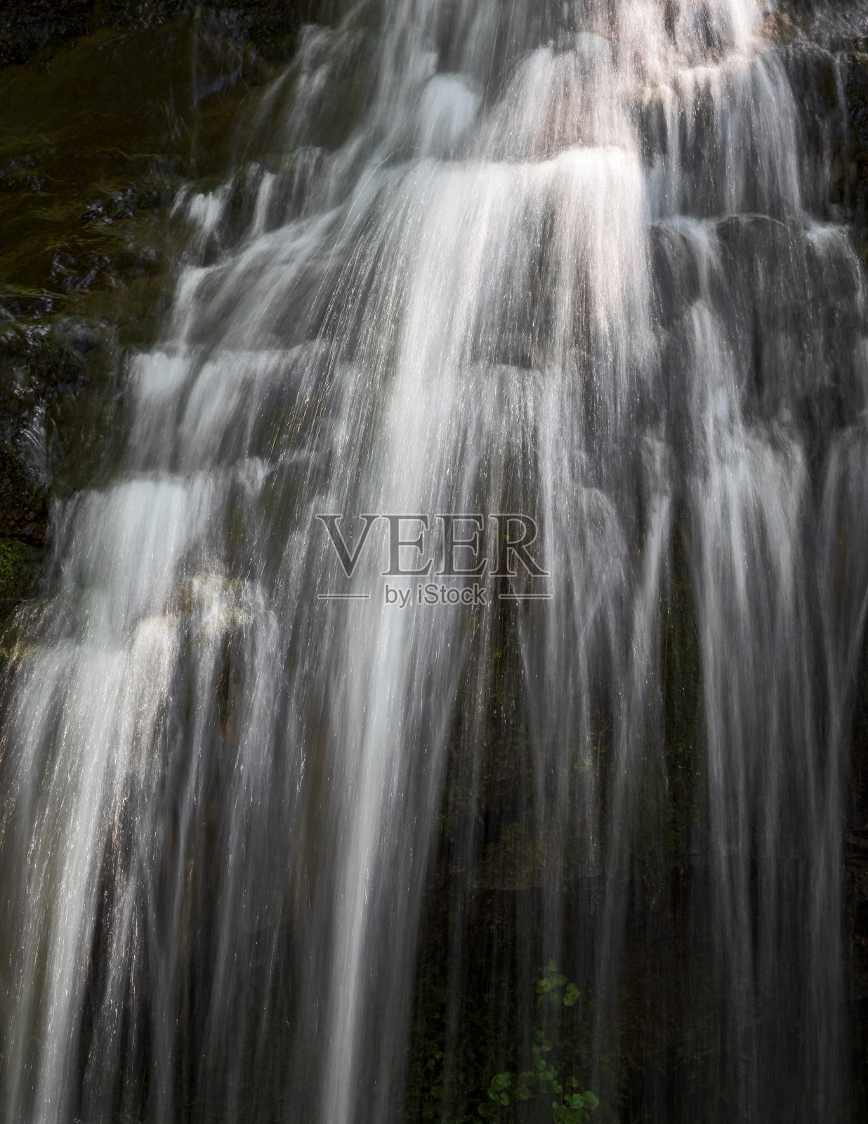 森林的灵魂照片摄影图片