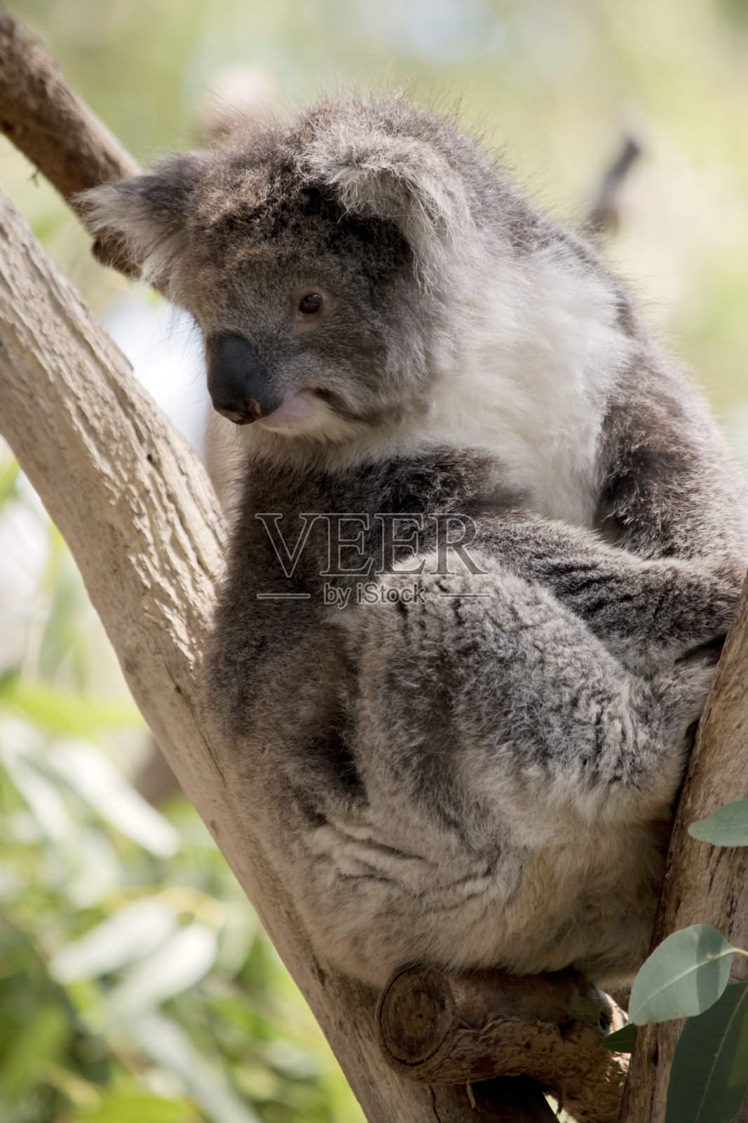 考拉正坐在树杈上照片摄影图片