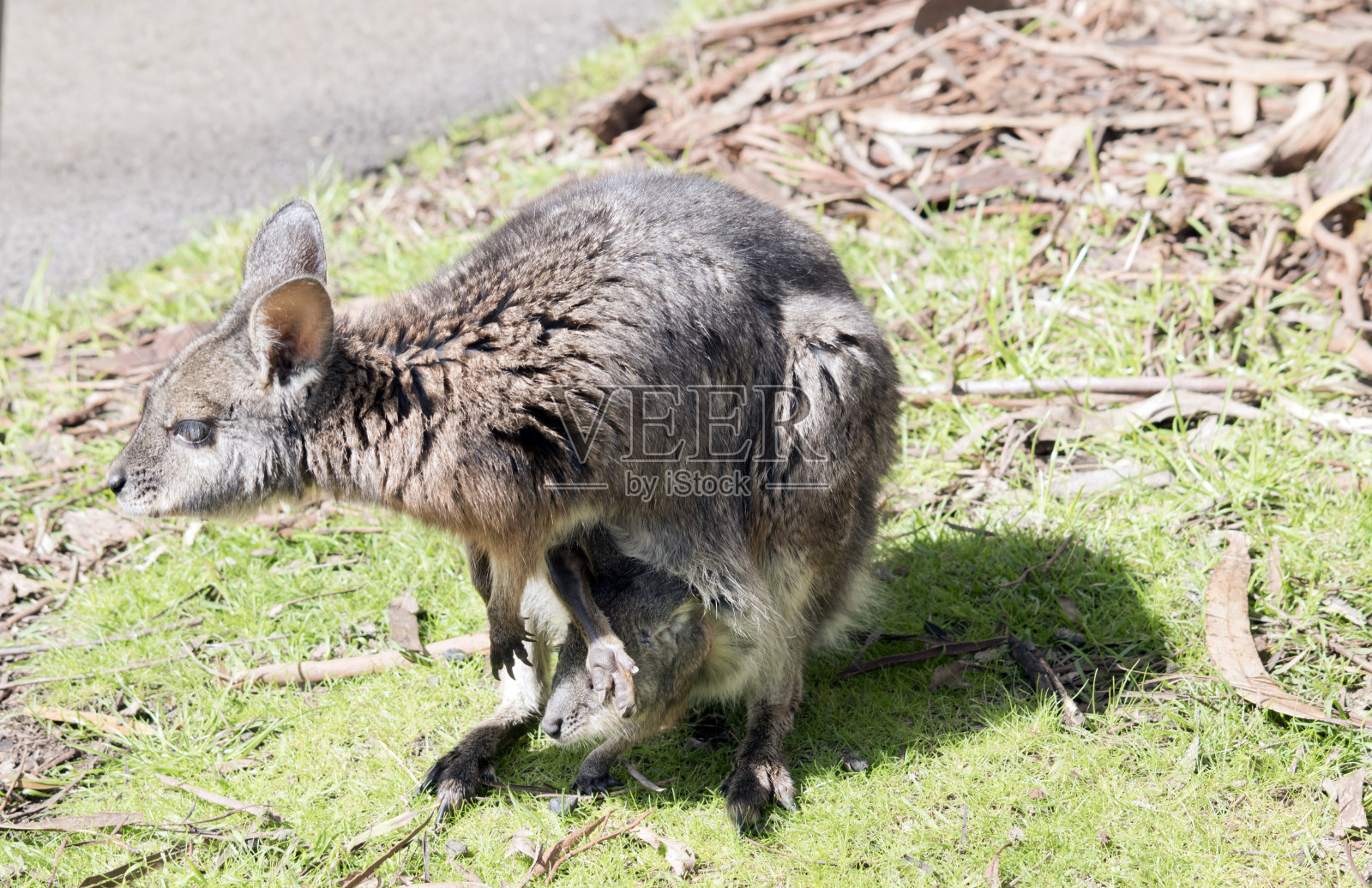 灰袋鼠是灰色的，有棕褐色的爪子、腿和前额。雌性有一个育儿袋来保存它们的喜悦照片摄影图片
