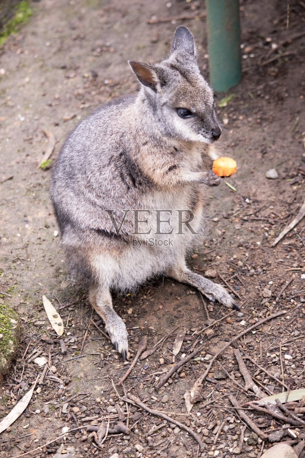 小袋鼠正在吃胡萝卜照片摄影图片