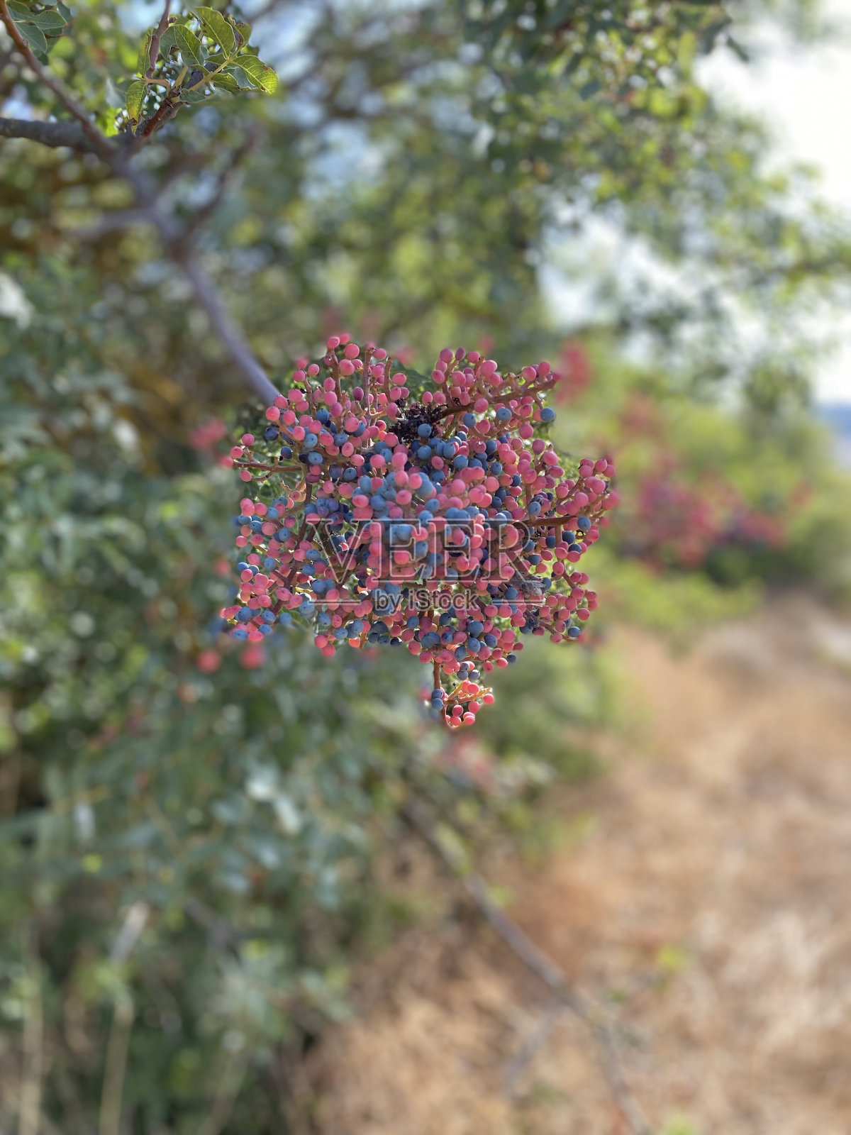 勃艮第照片摄影图片