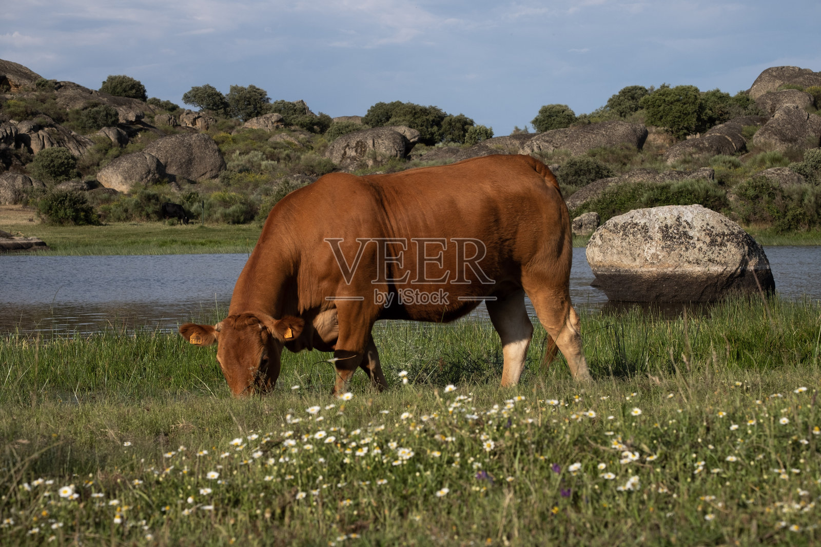 奶牛吃草照片摄影图片