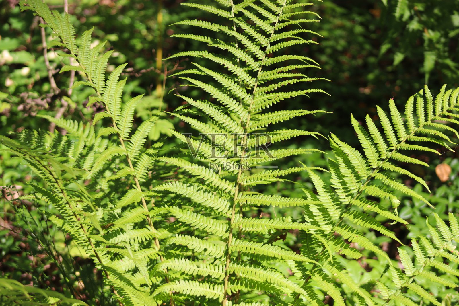 雄性蕨类，蕨类，森林里的蕨类照片摄影图片