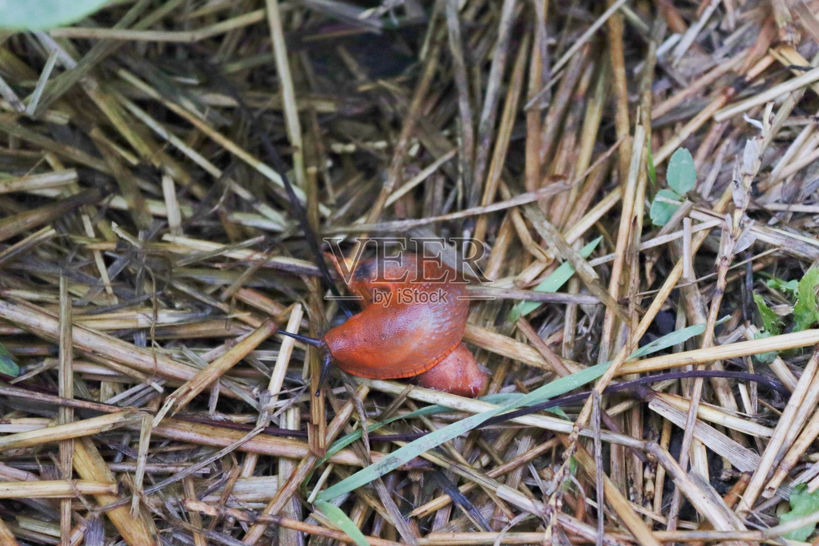 一只蜗牛，花园里的一只蜗牛，一个植物害虫照片摄影图片