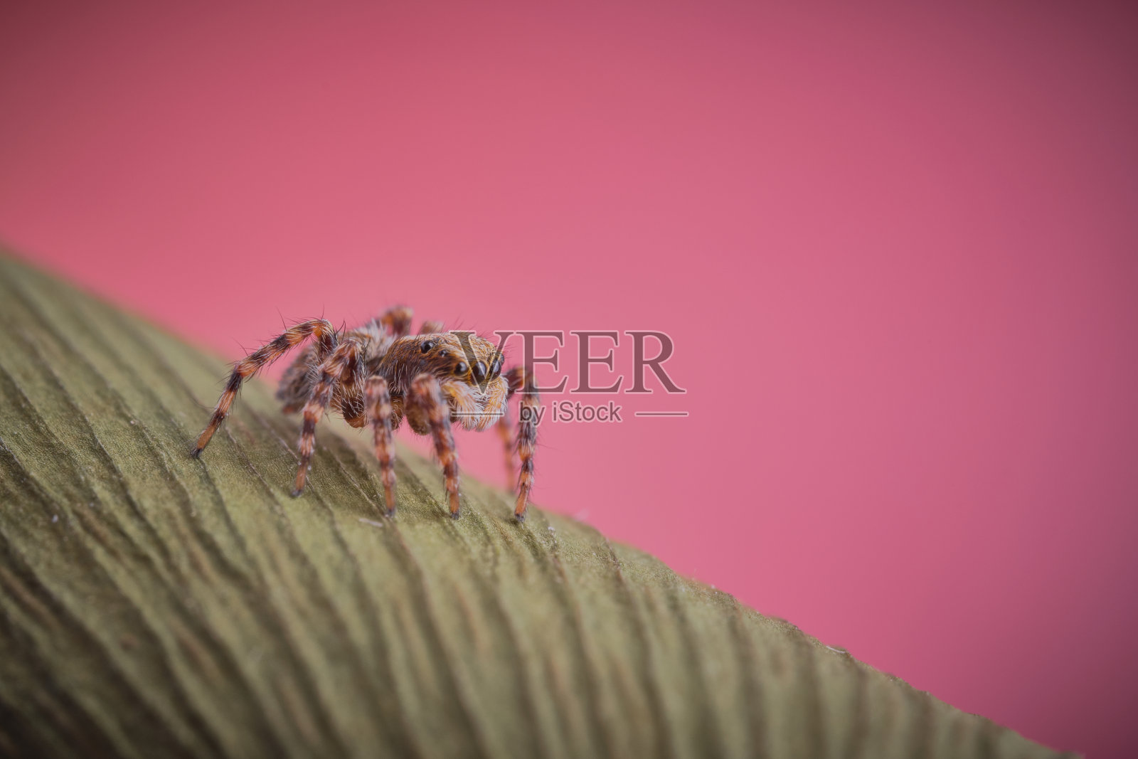 跳蛛照片摄影图片