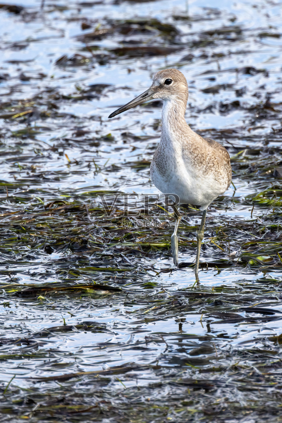 加拿大不列颠哥伦比亚省三角洲的丘鹬照片摄影图片