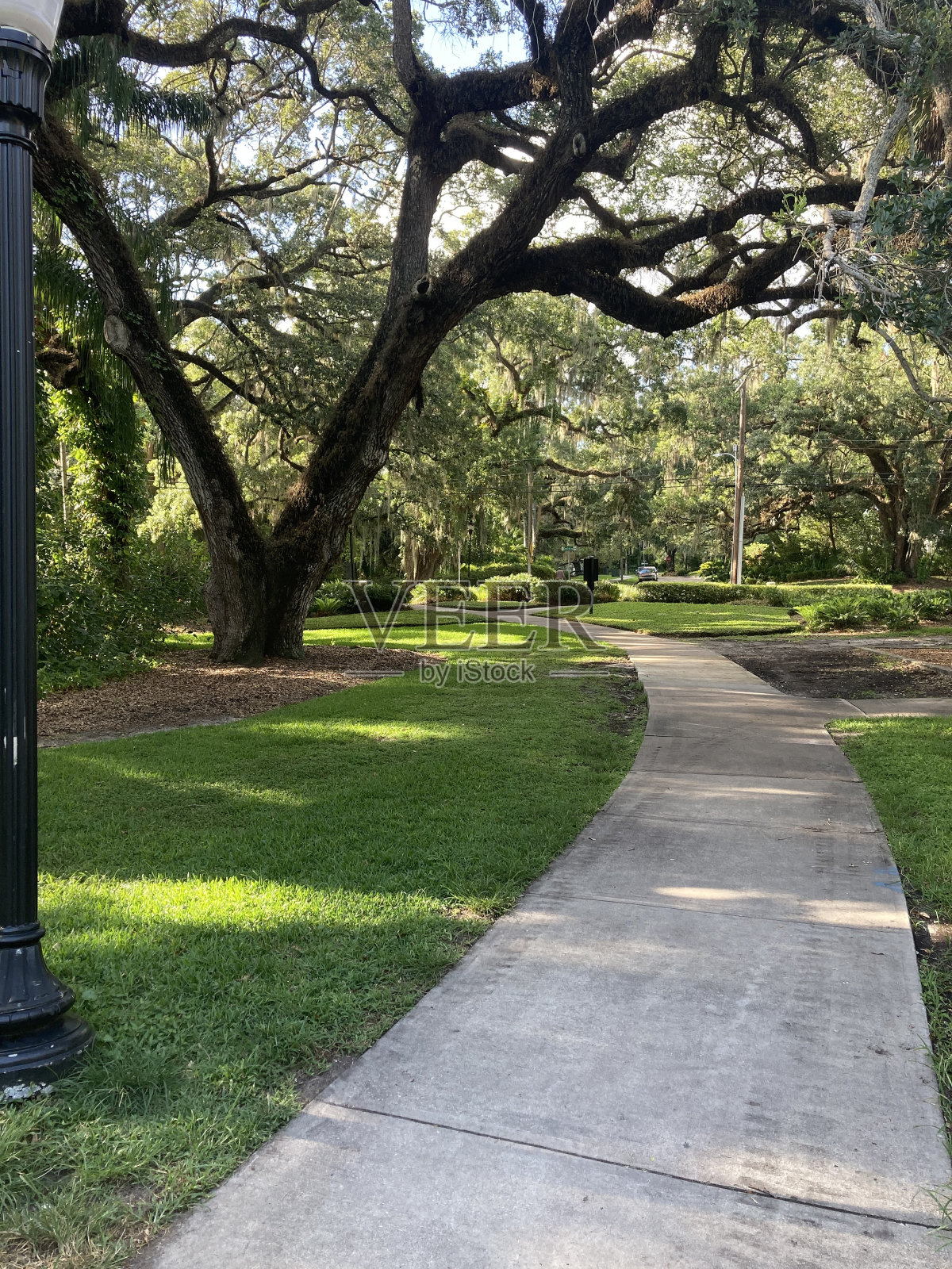 绿色的奥兰多。照片摄影图片