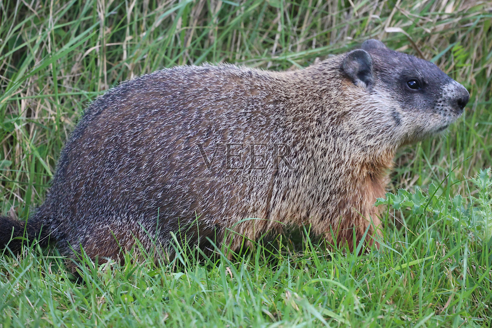 土拨鼠日照片摄影图片